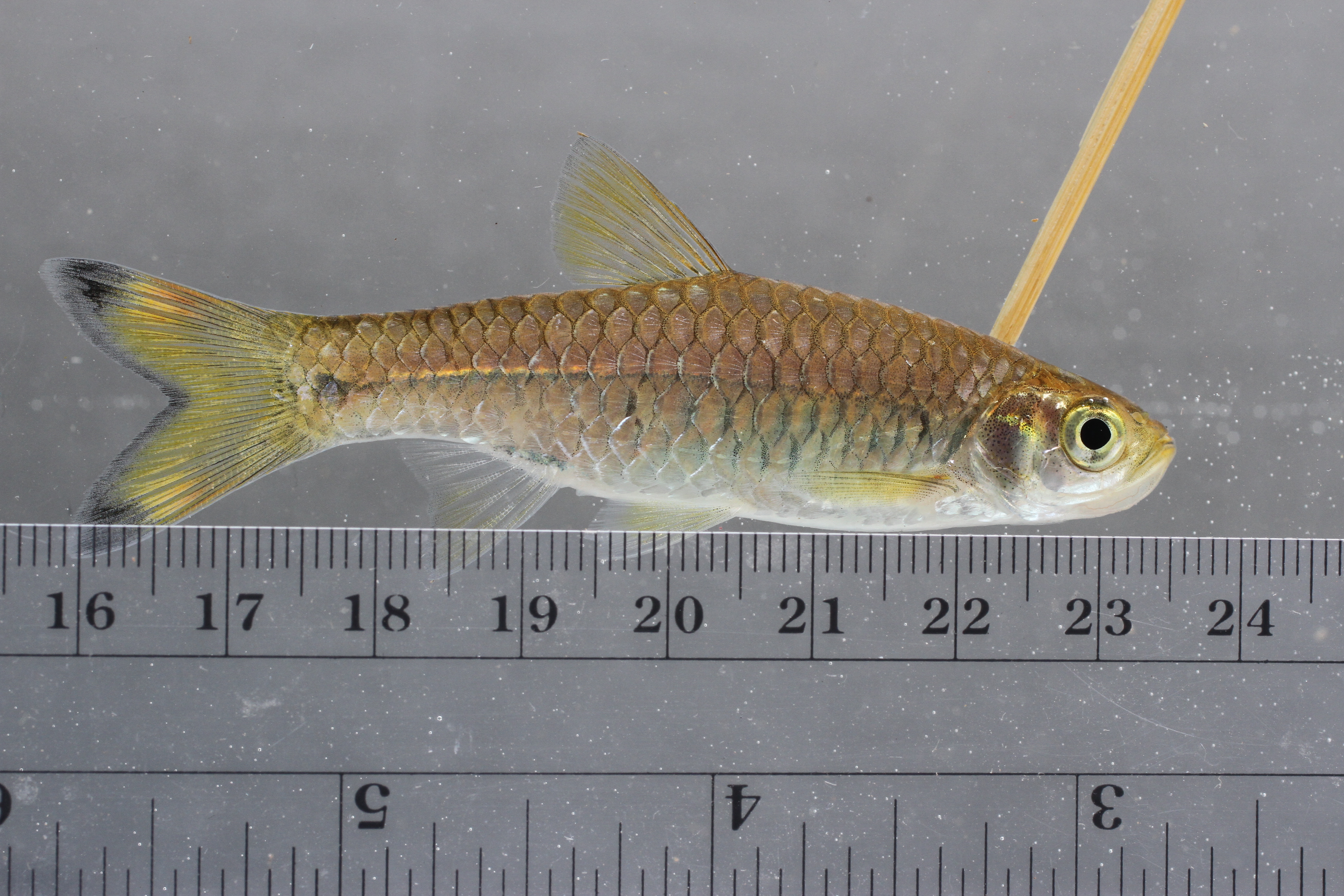 Giant scissortail (Rasbora caudimaculata) — Cyprinidae — 4