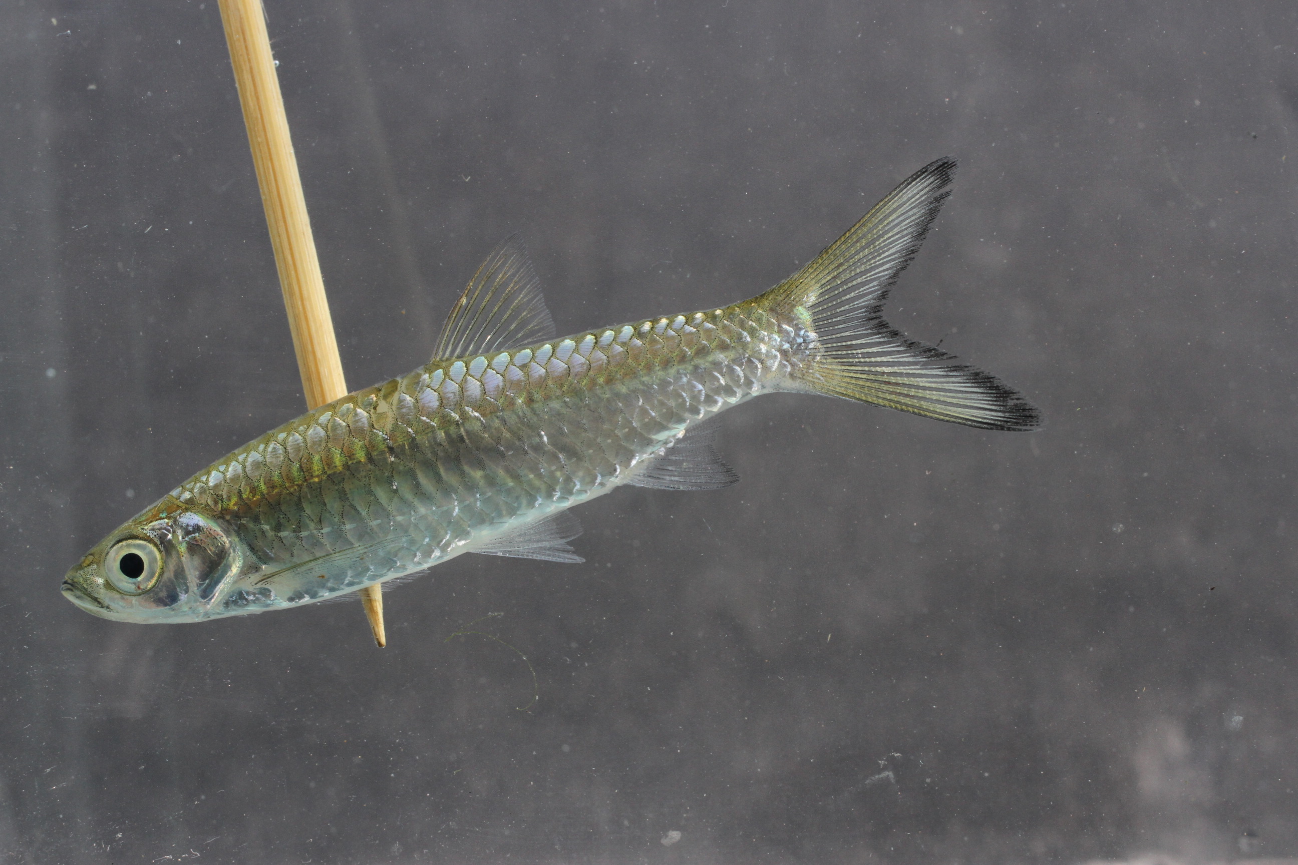 Rasbora myersi thumbnail