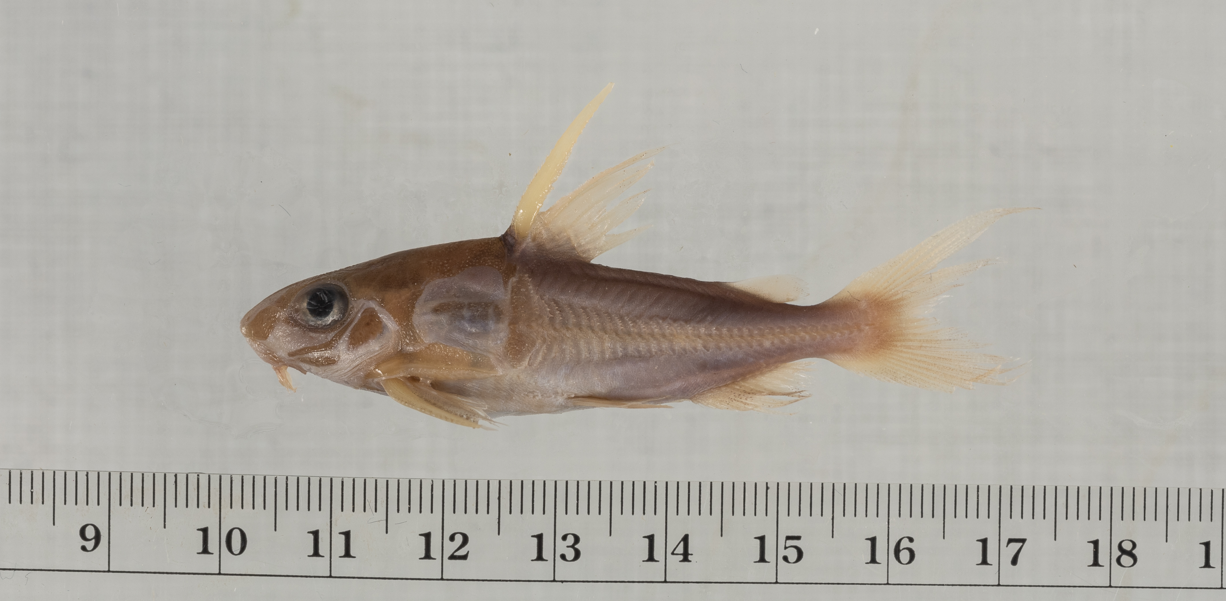 Trachydoras steindachneri thumbnail