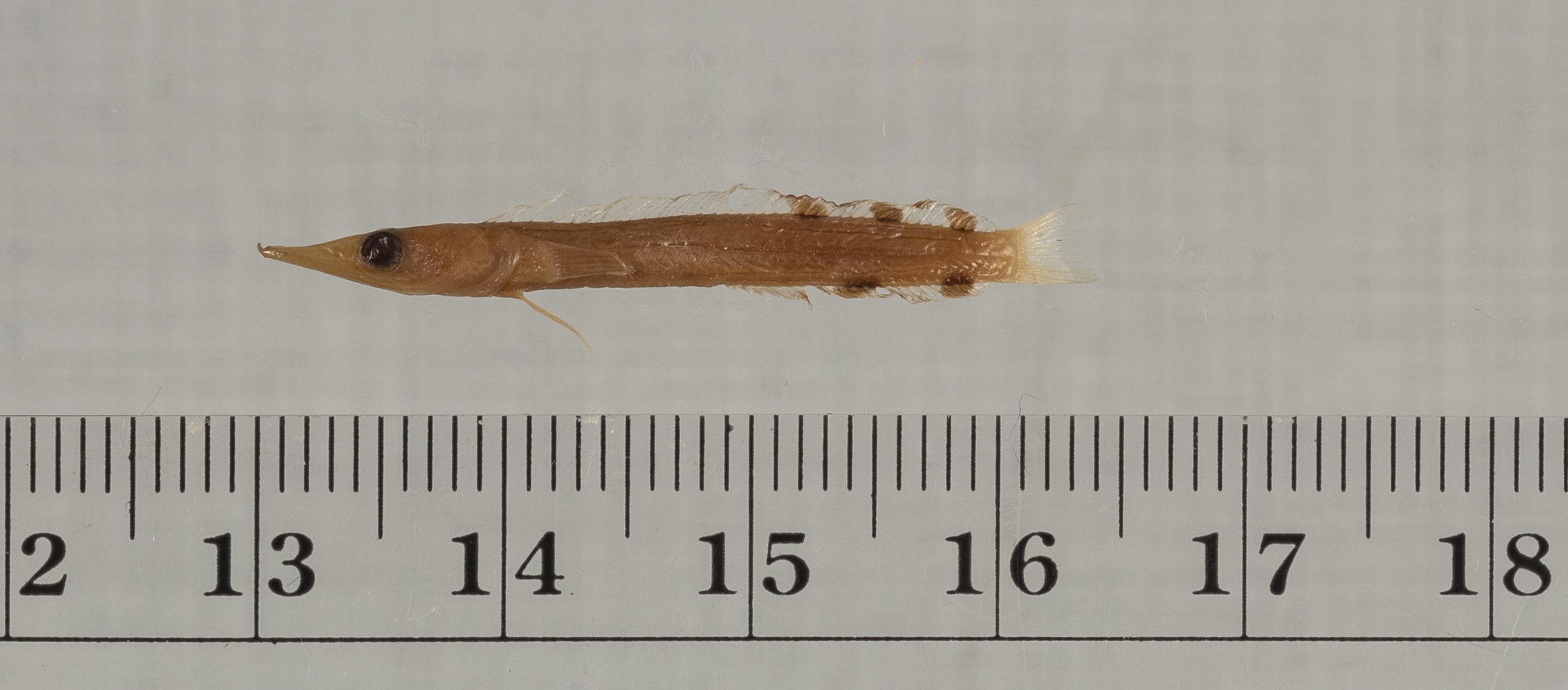 Lucayablennius zingaro