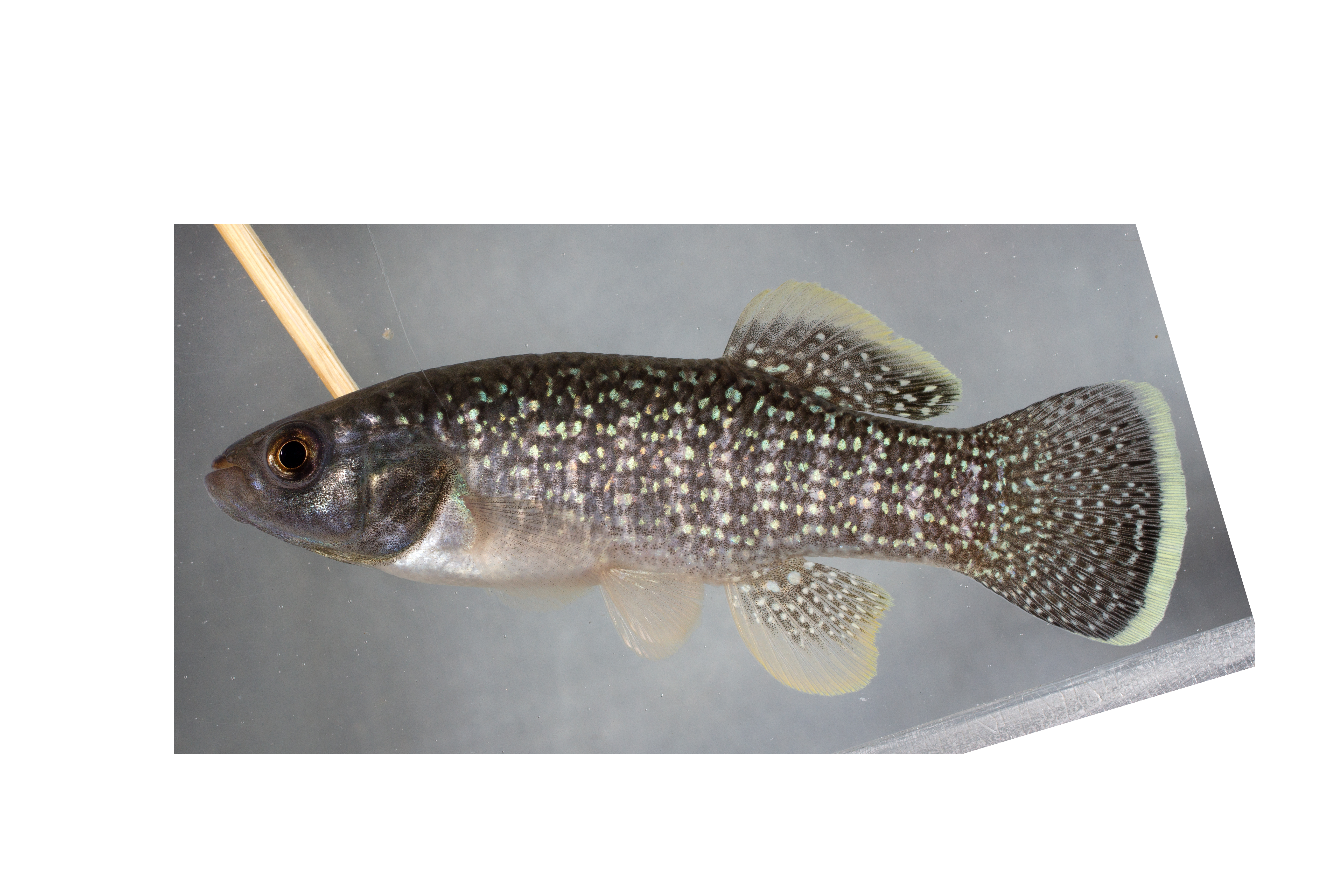 Fundulus grandis thumbnail