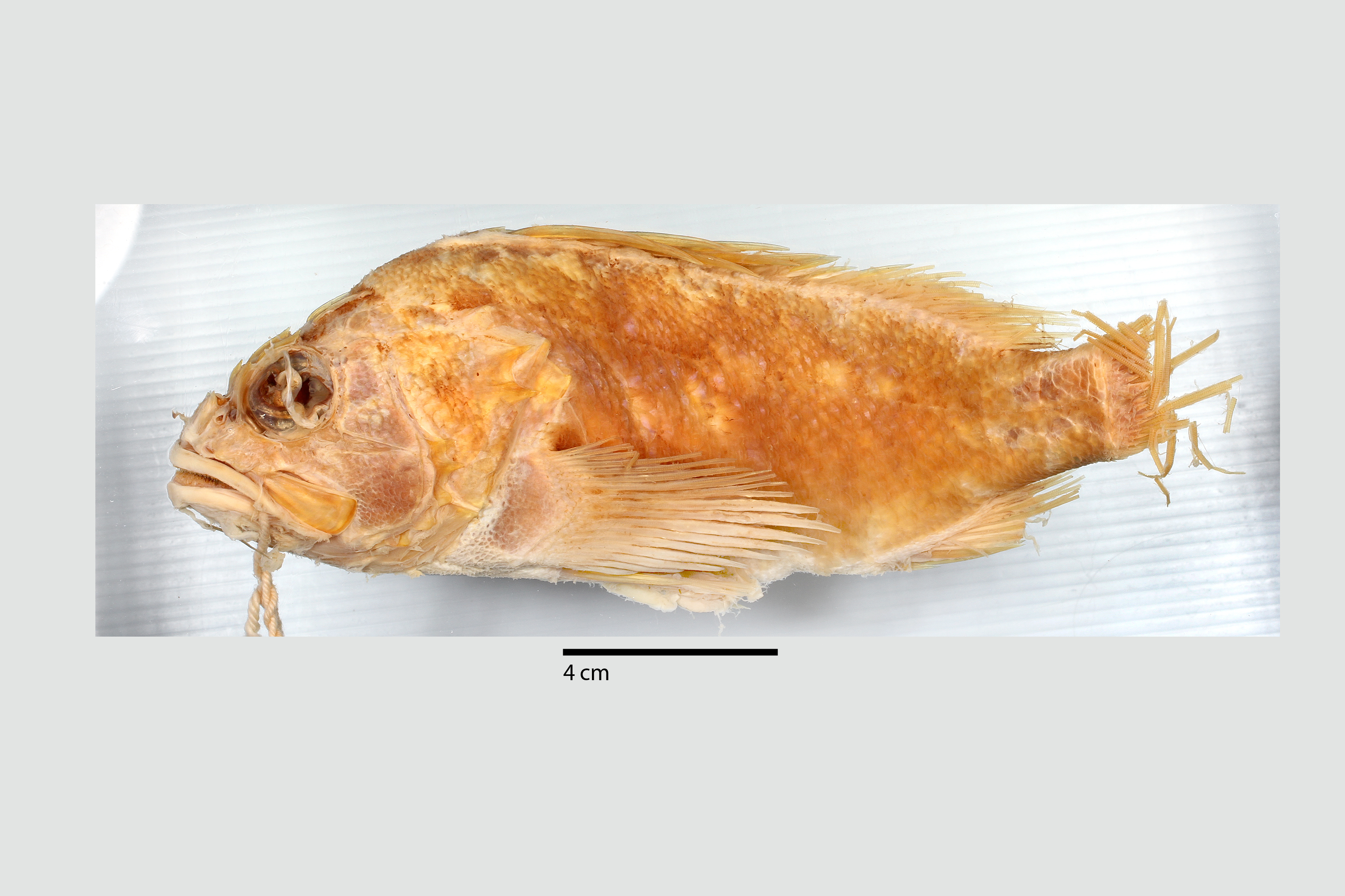 Sebastes chrysomelas thumbnail