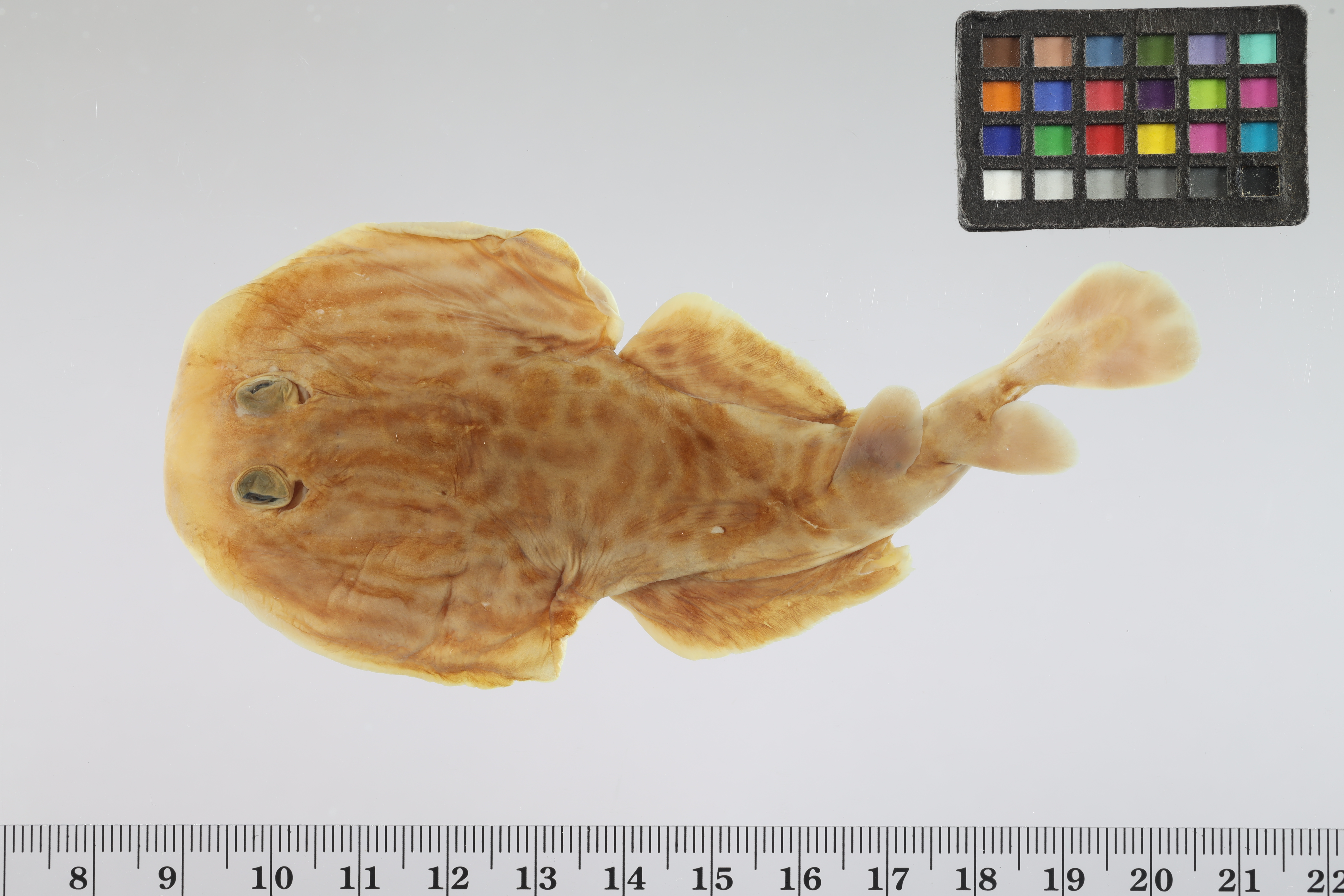 Painted dwarf electric ray (Diplobatis pictus) — Narcinidae — 2