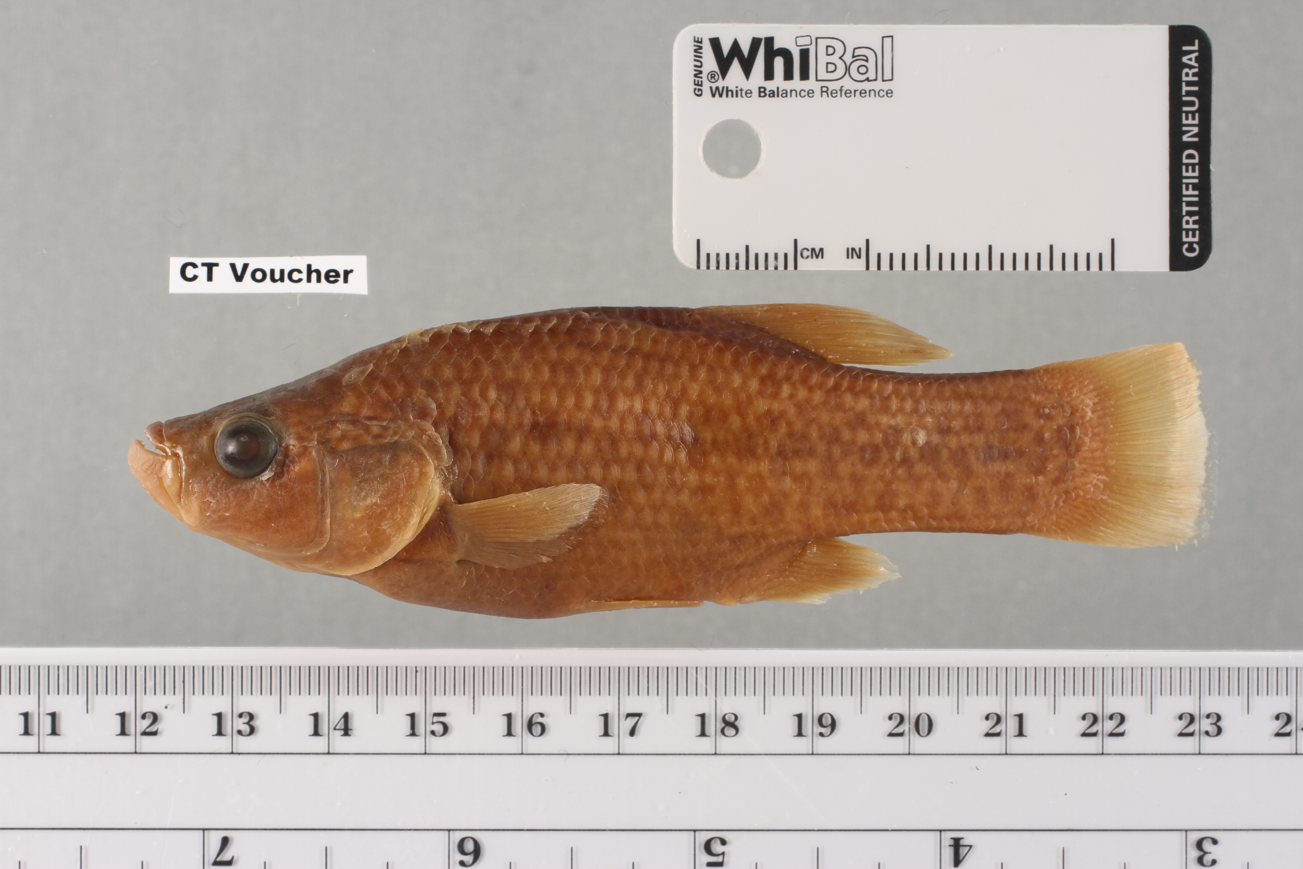 Bulldog-goodeide (Alloophorus robustus) — Goodeidae — 5