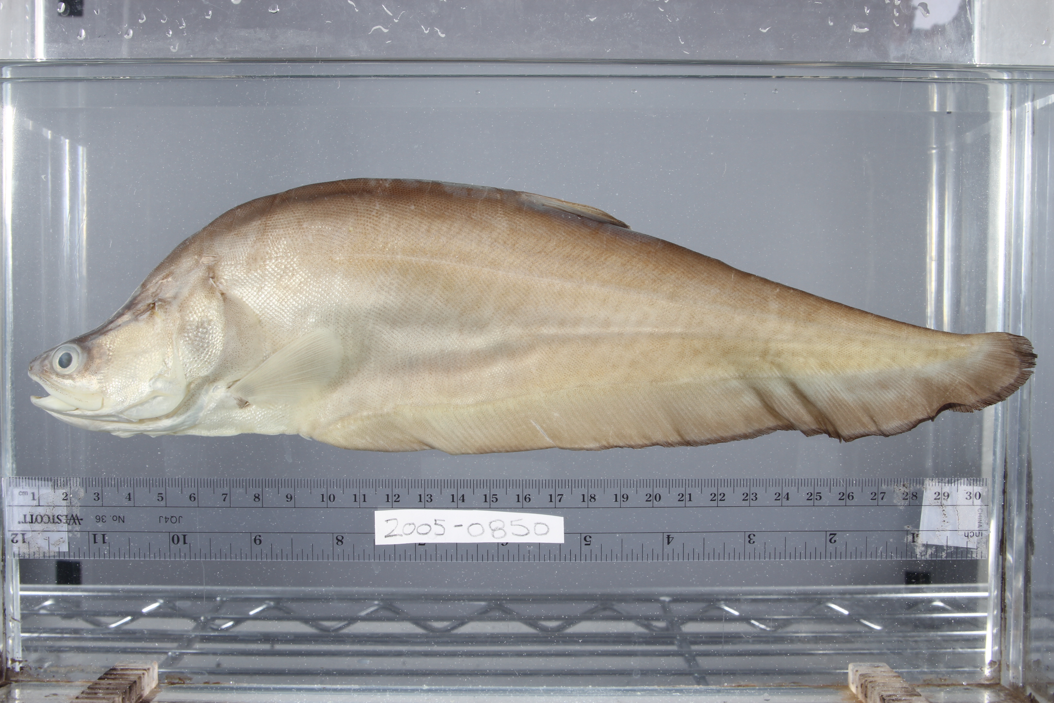 Chitala borneensis
