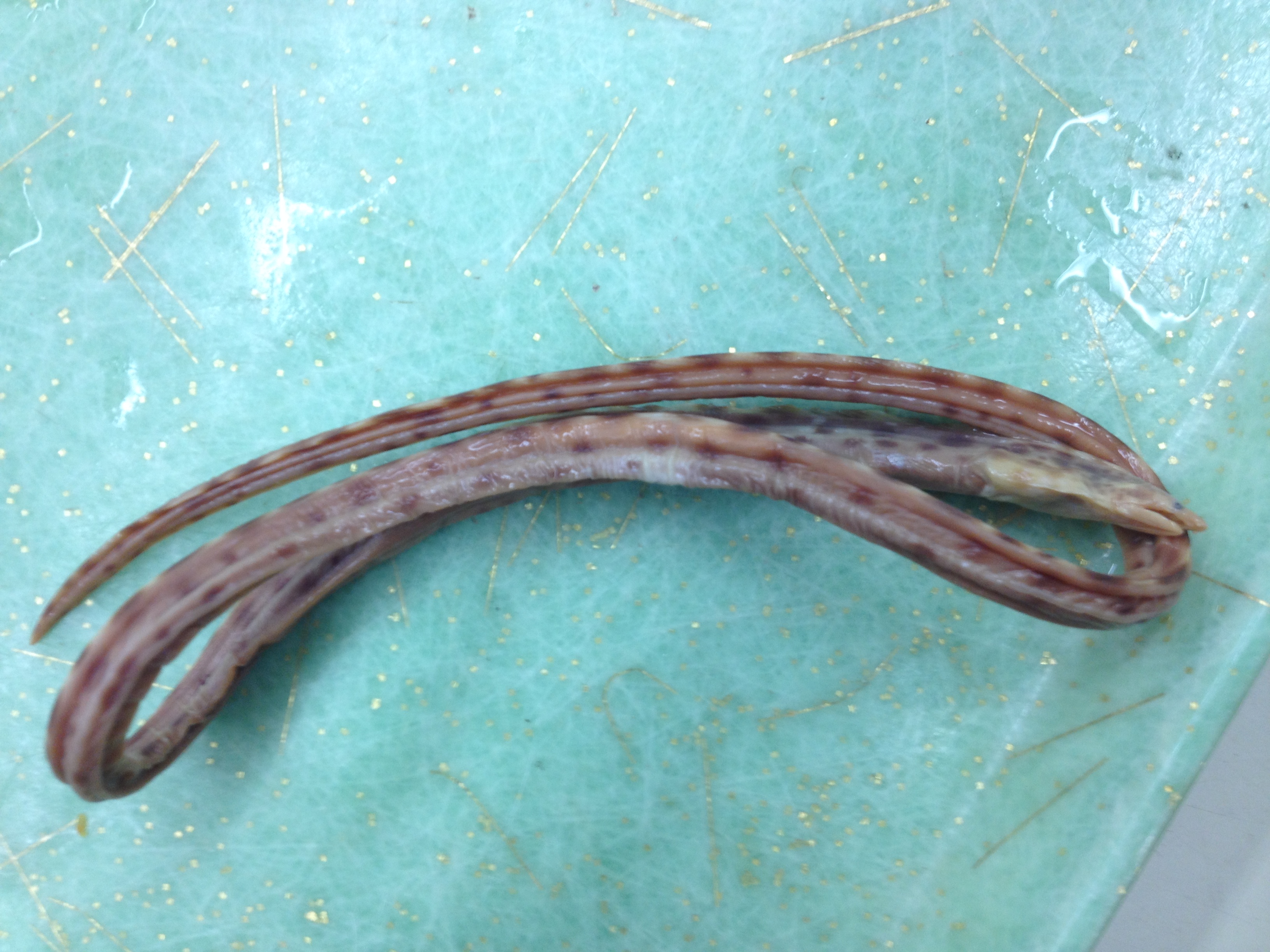Guinese slangaal (Callechelys guineensis) — Ophichthidae — 2