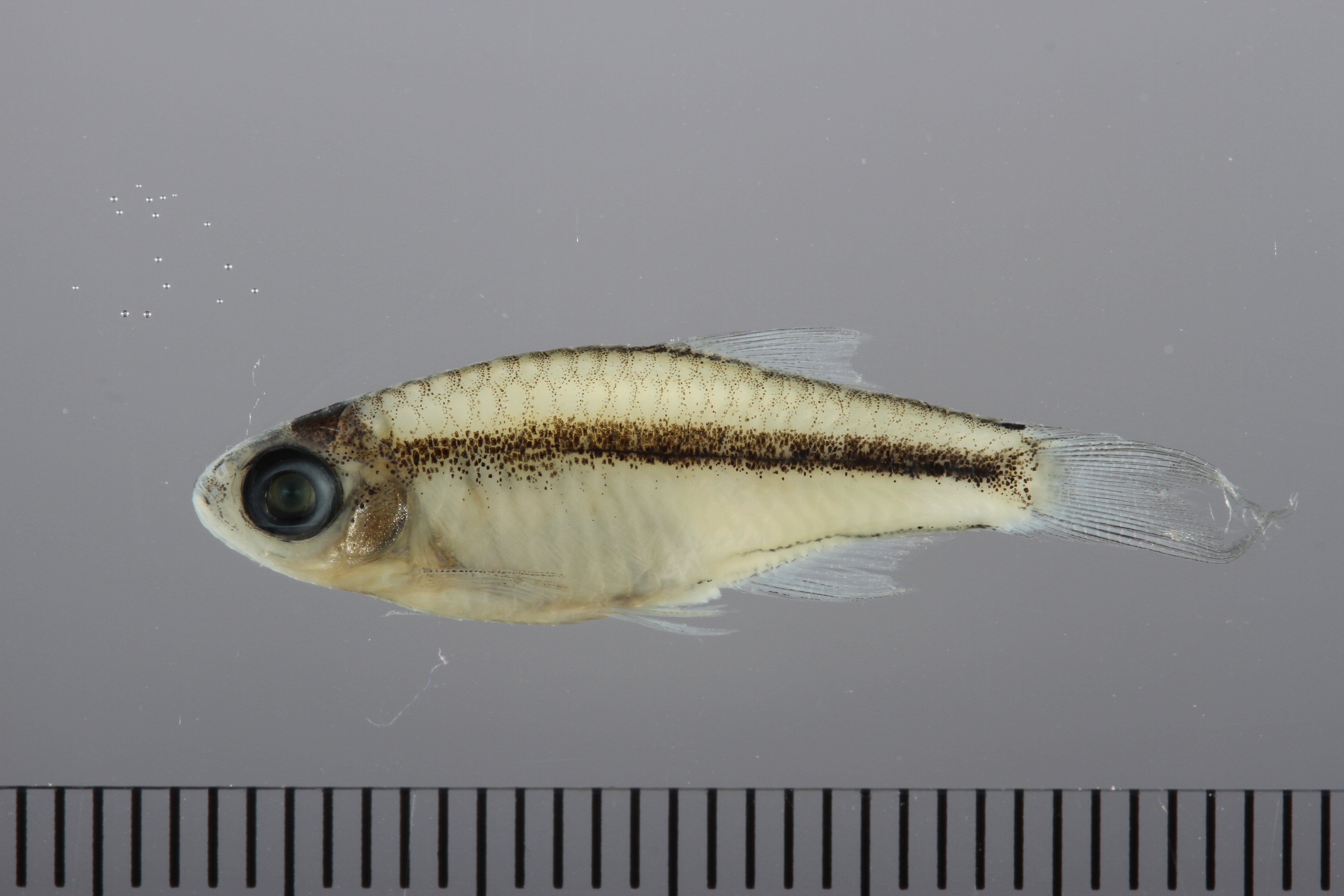 Green neon rasbora (Microdevario kubotai) — Cyprinidae — 2