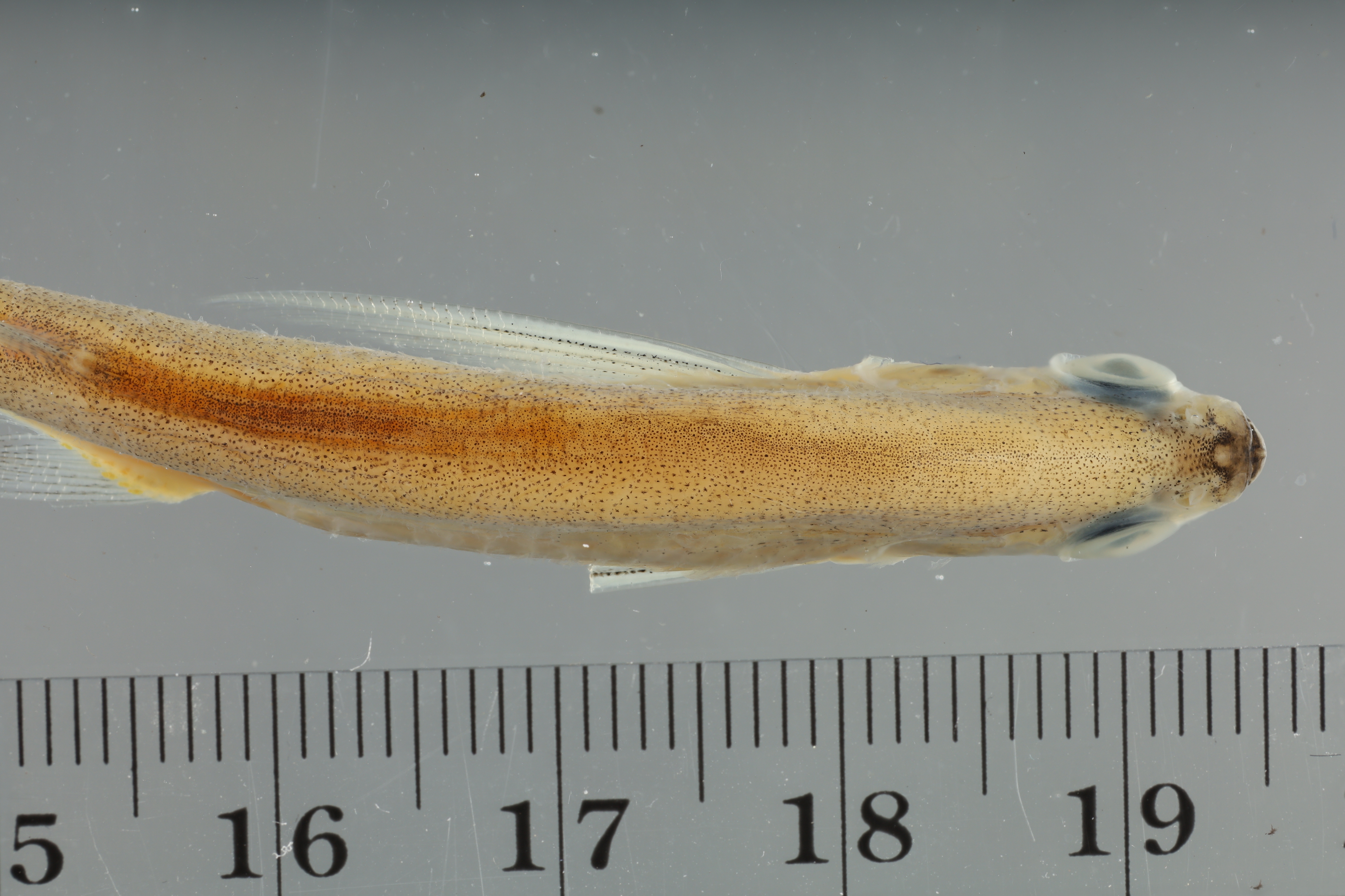 Parachela williaminae thumbnail