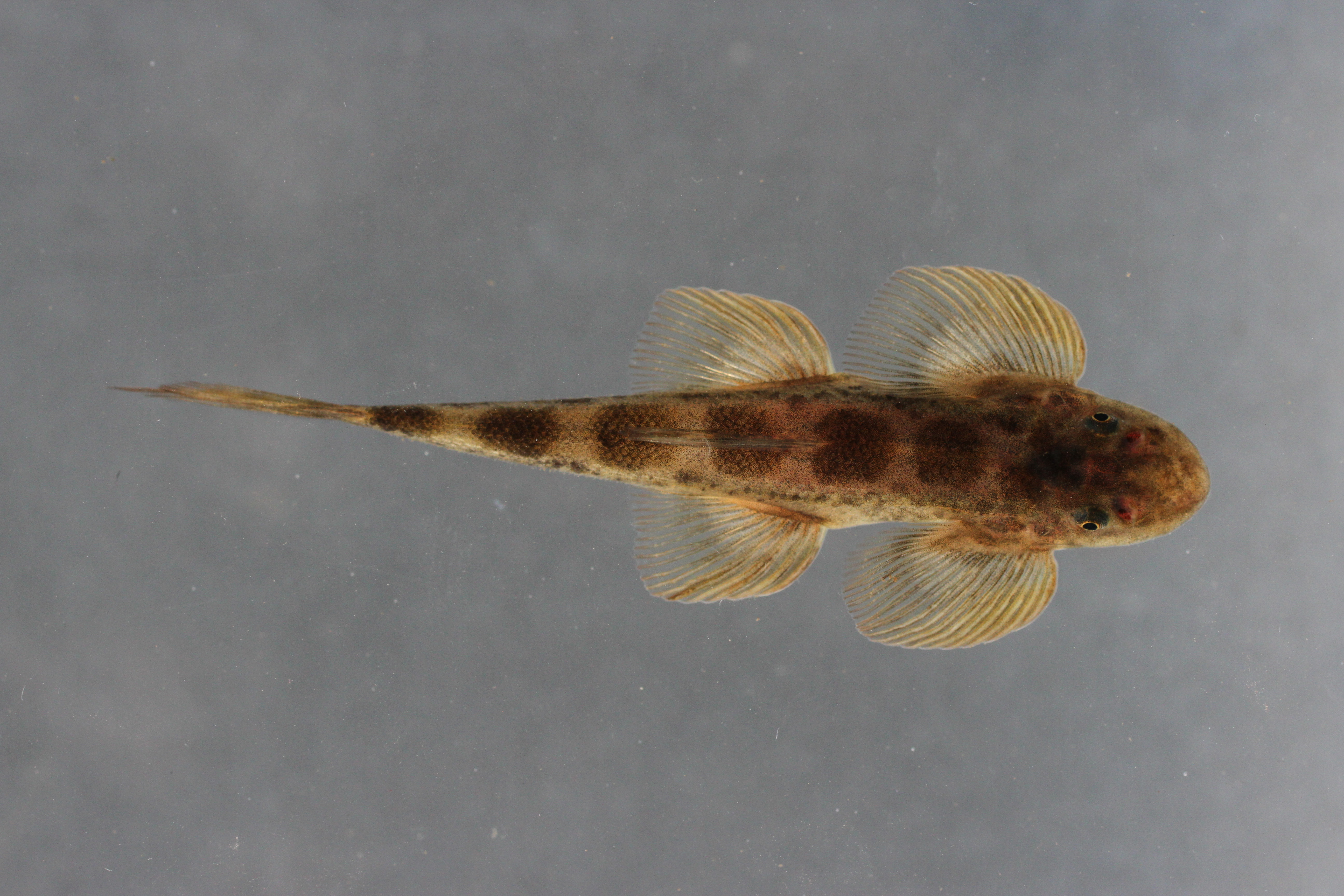 Burmese hillstream loach (Balitora burmanica) — Balitoridae — 5