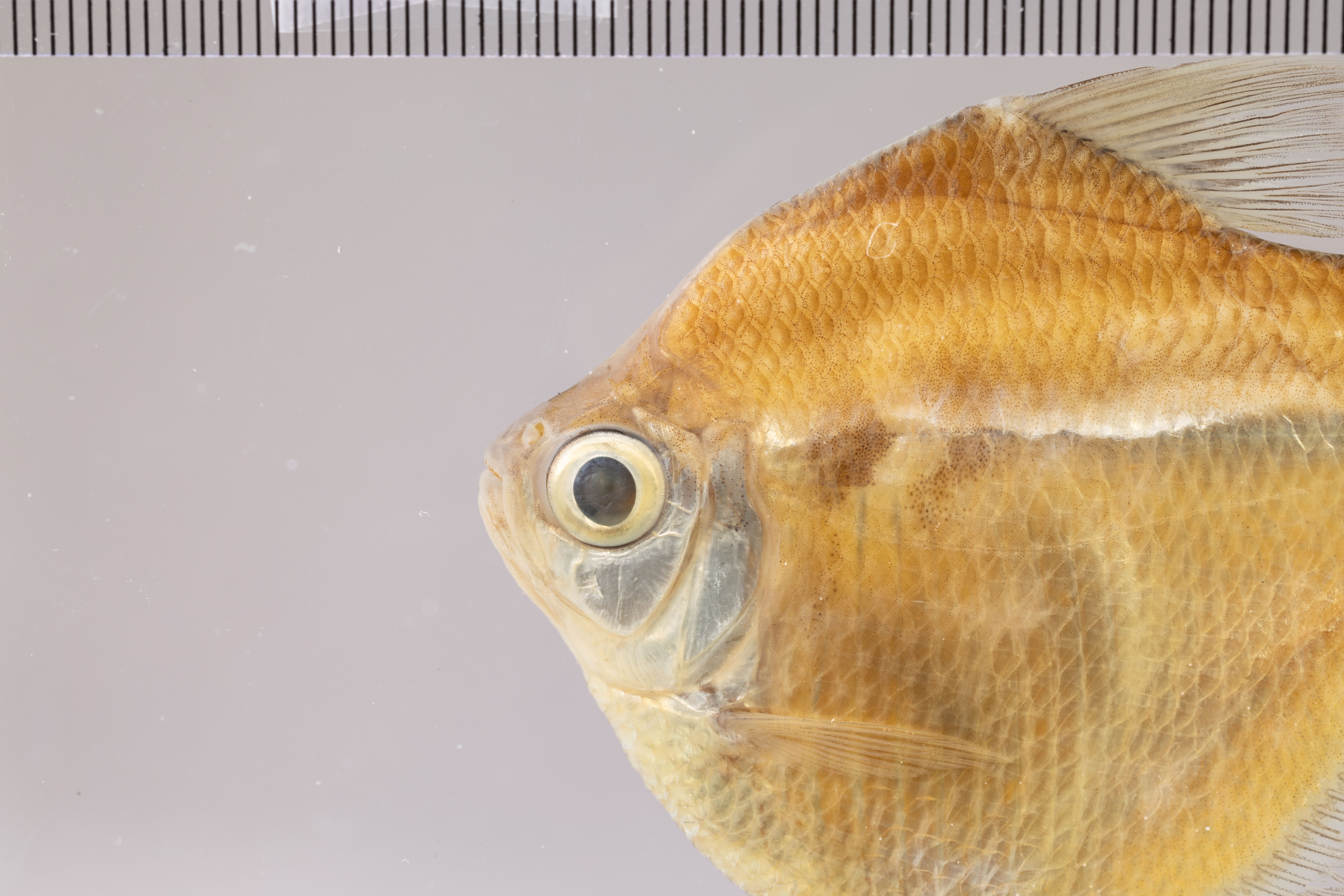 Cope's silver dollar (Brachychalcinus copei) — Characidae — 3