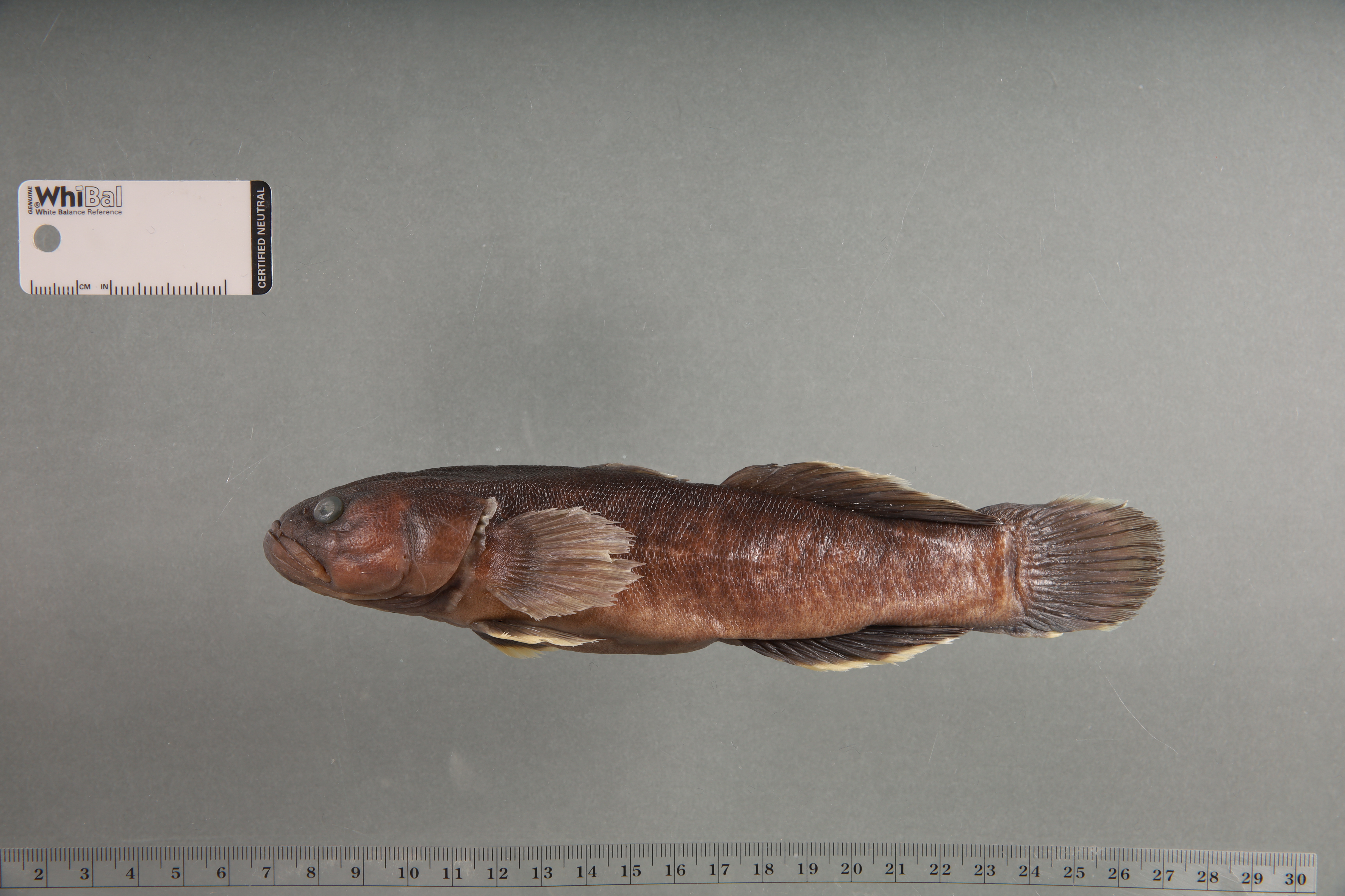 Guavina (Guavina guavina) — Eleotridae — 2