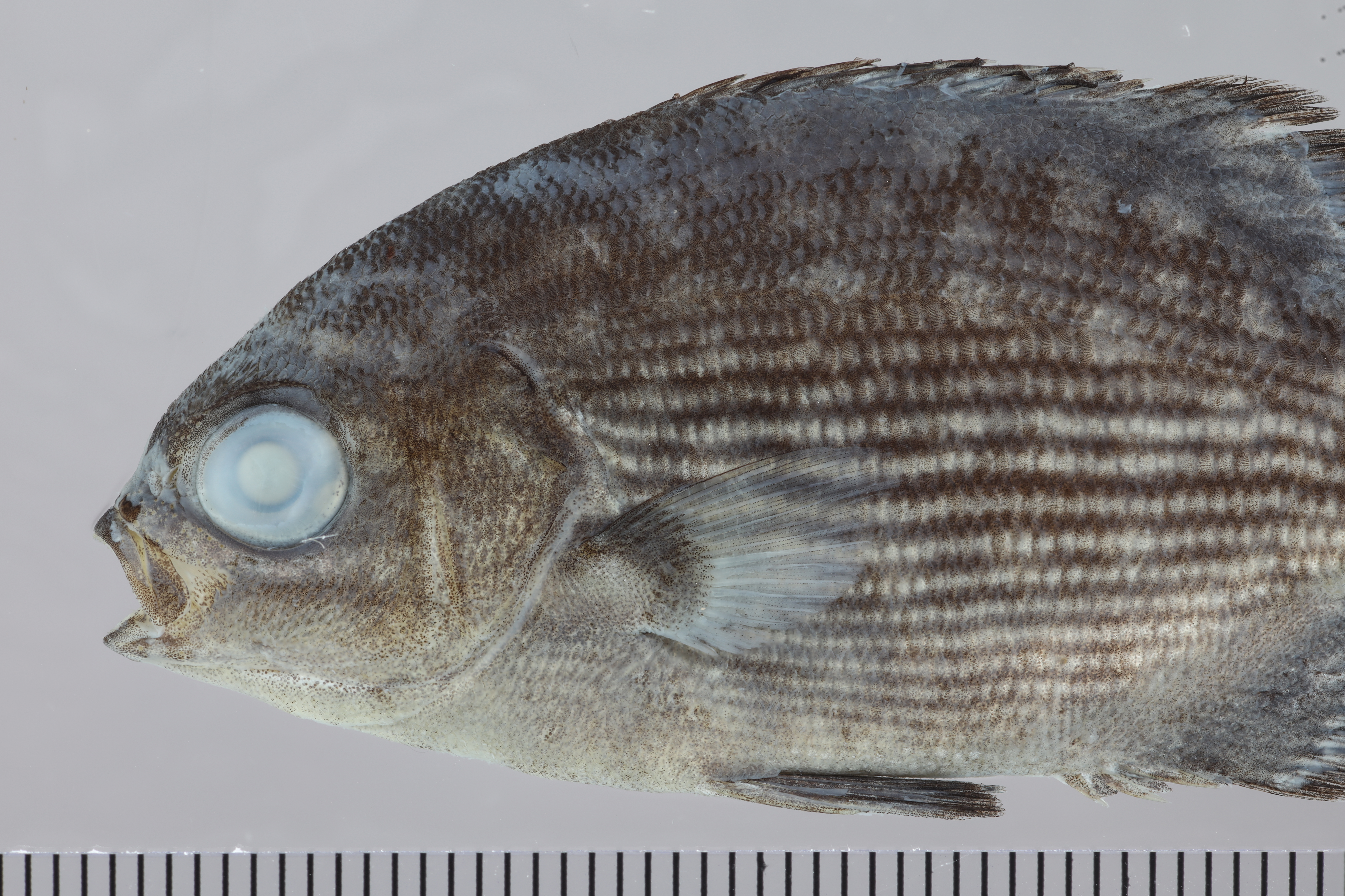 Kyphosus cinerascens thumbnail