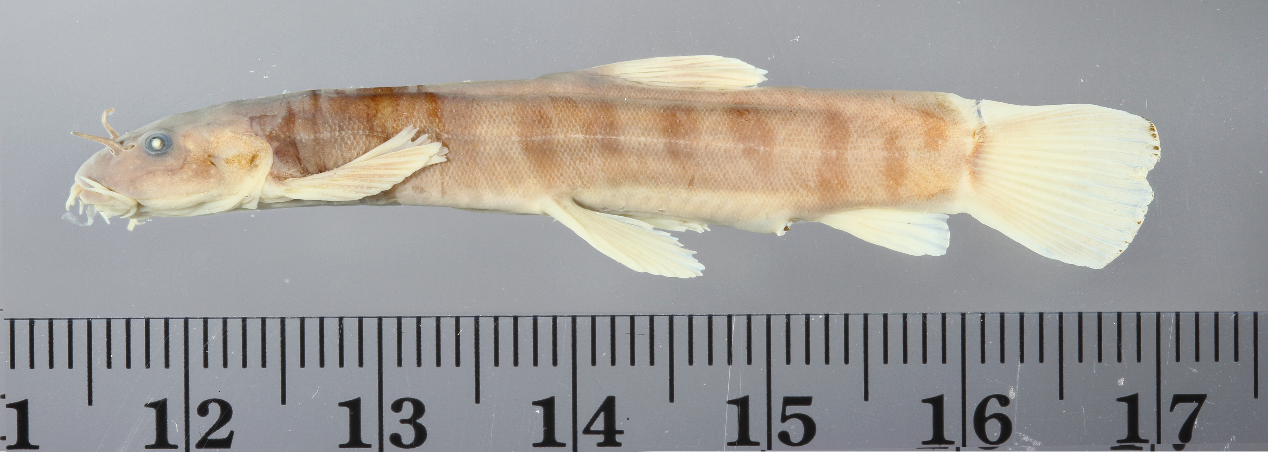 Hanitsch's loach (Glaniopsis hanitschi) — Balitoridae — 3