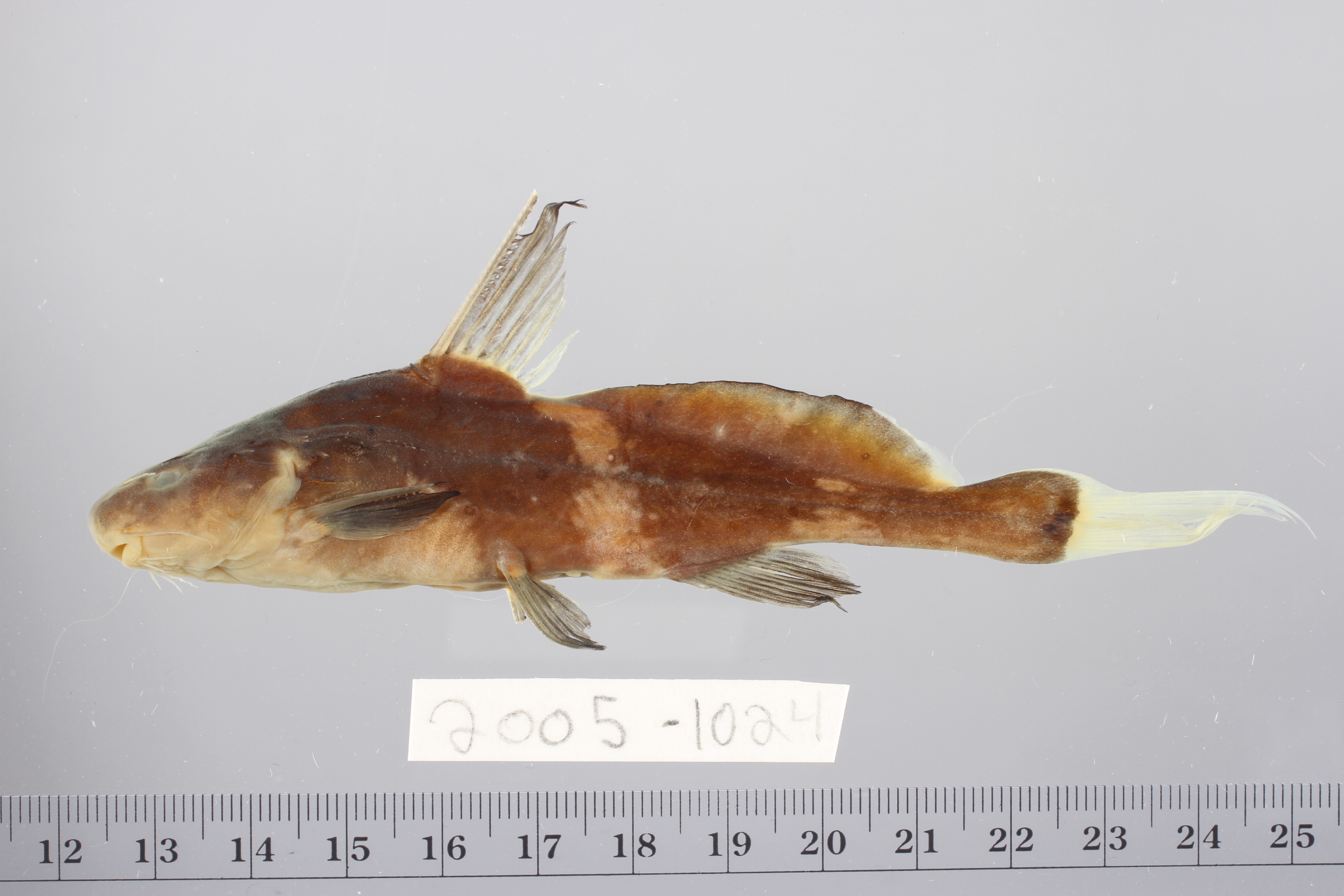 Black lancer catfish (Bagrichthys macracanthus) — Bagridae — 2
