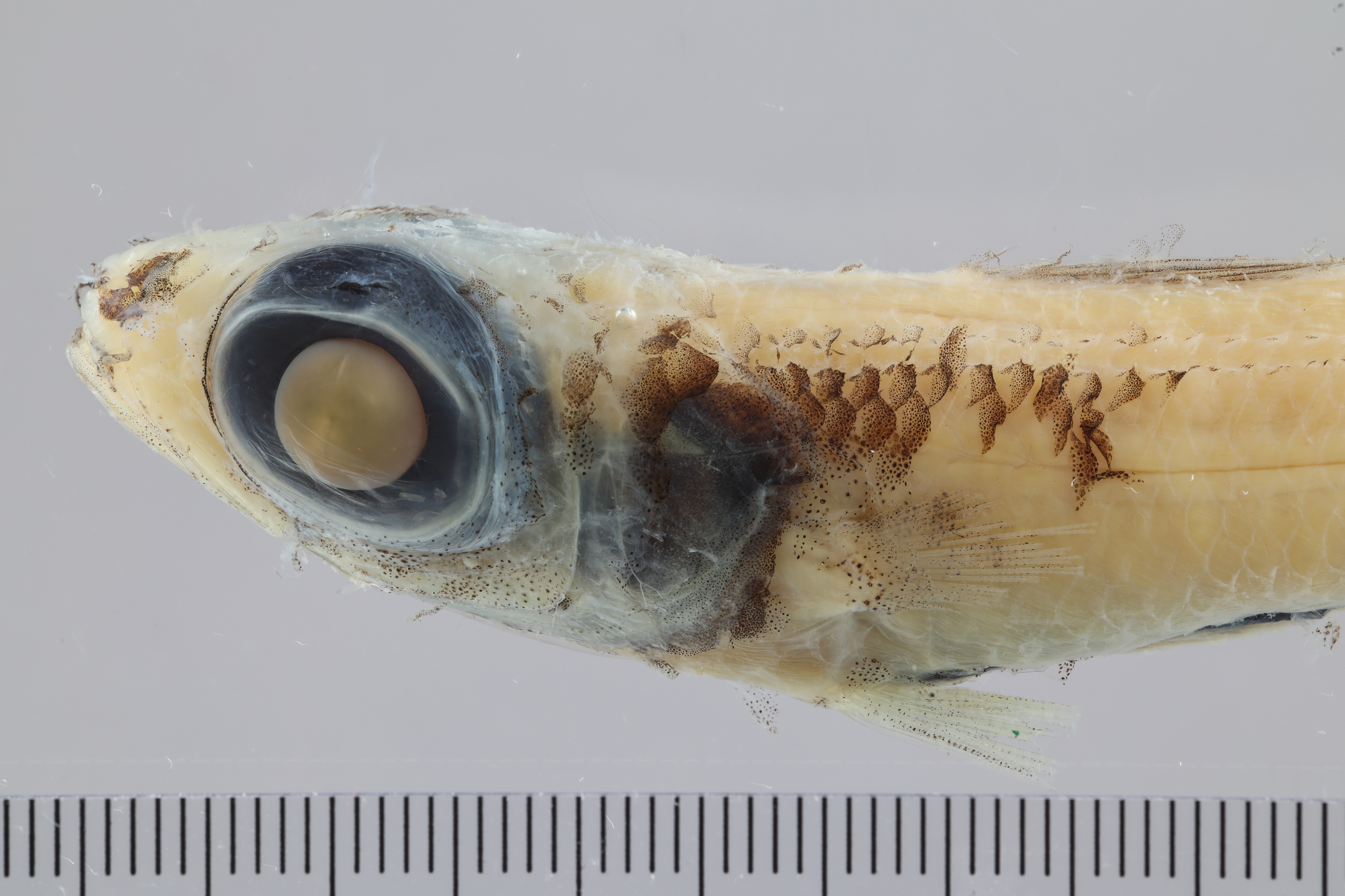 Epigonus occidentalis