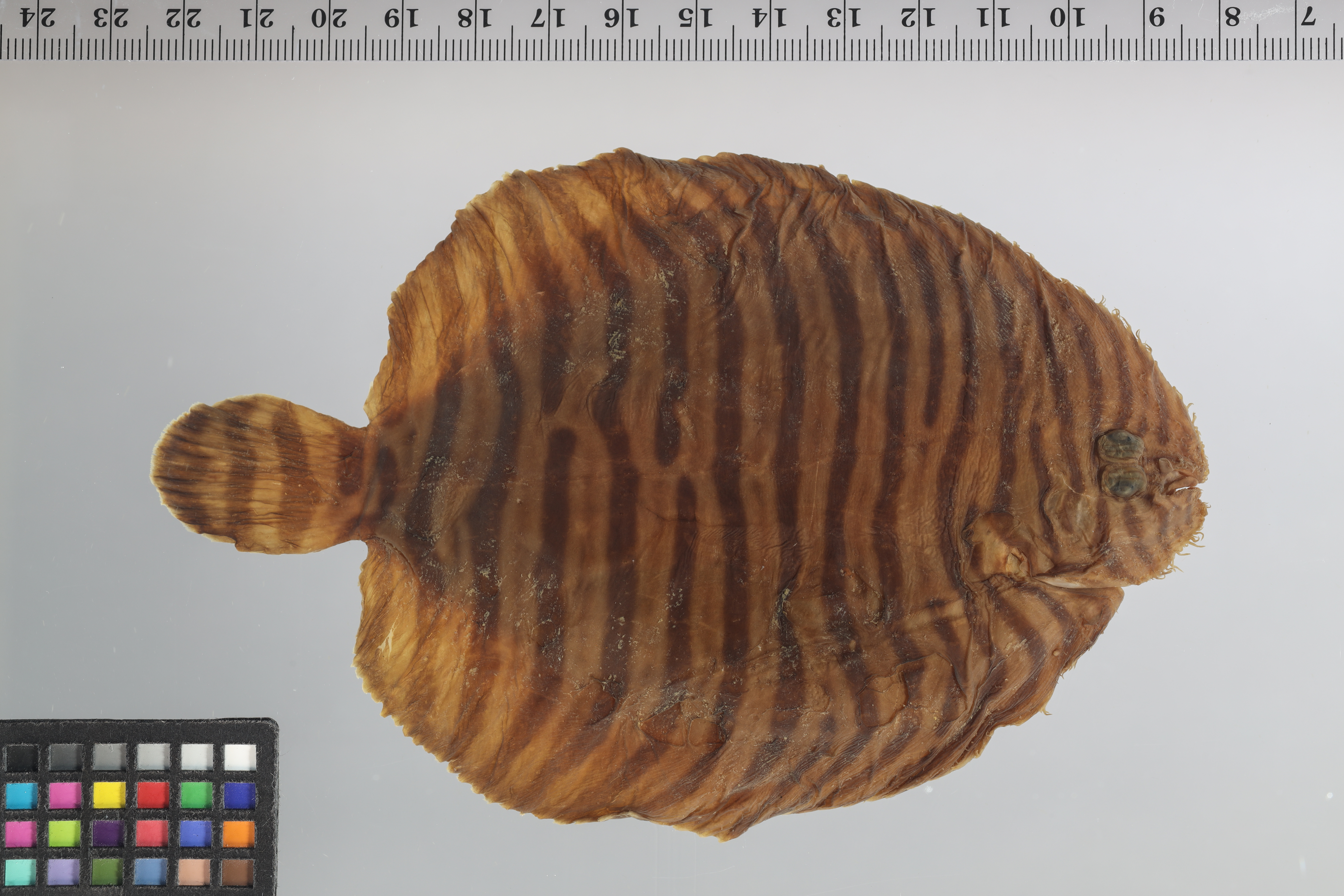 Naked sole (Gymnachirus melas) — Achiridae — 2