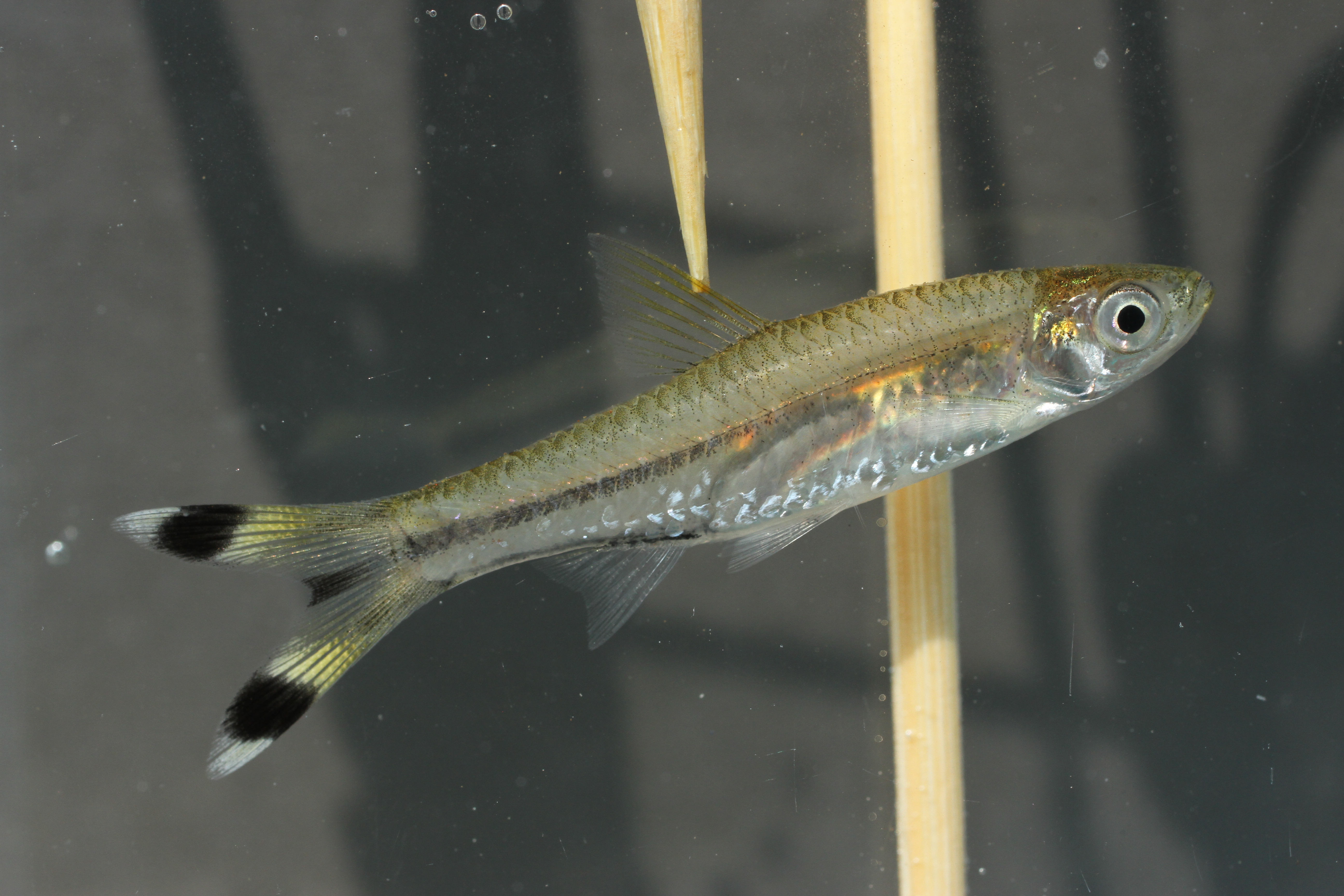 Black scissortail (Rasbora trilineata) — Cyprinidae — 4