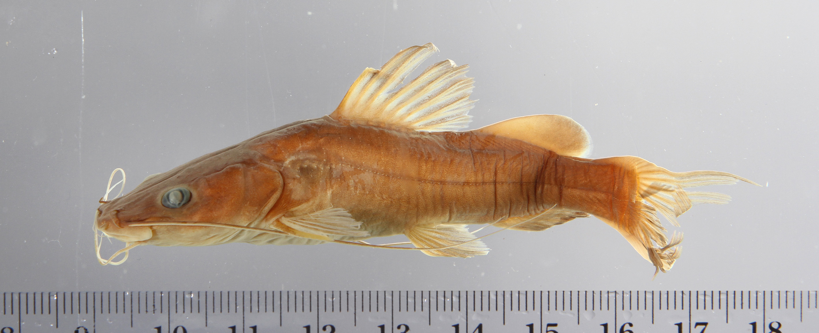 Hemibagrus filamentus thumbnail
