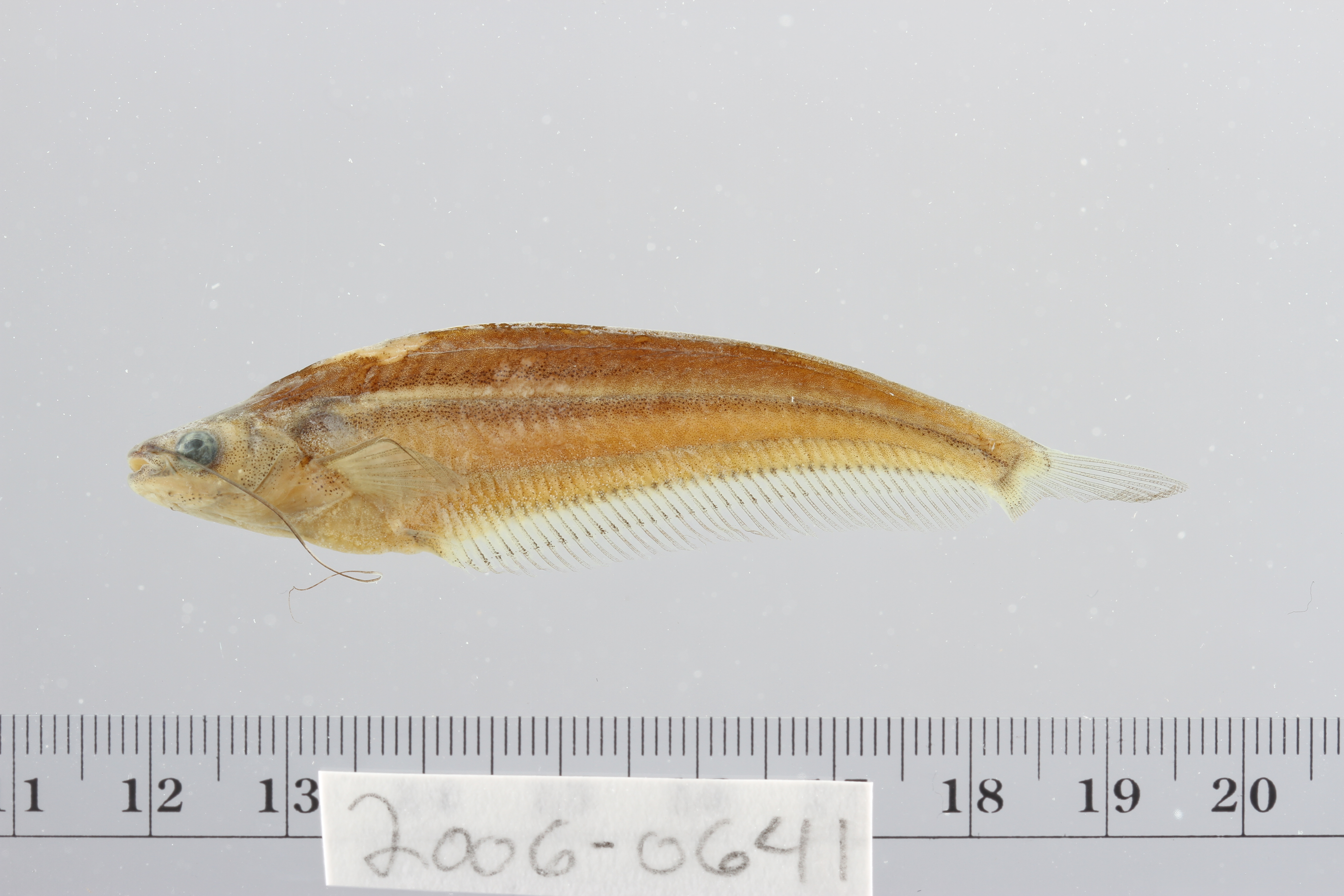 Kryptopterus macrocephalus