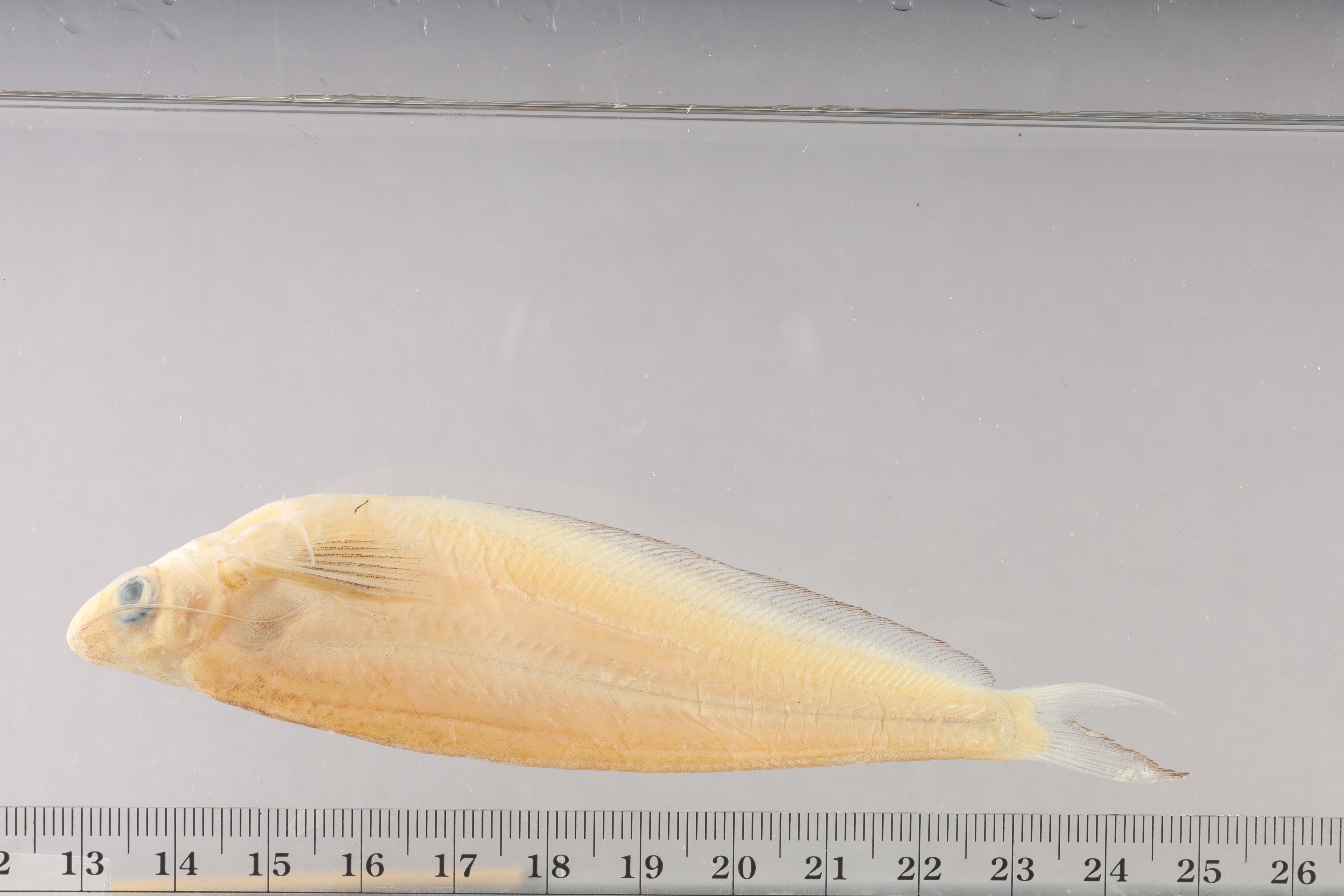 Kryptopterus cryptopterus