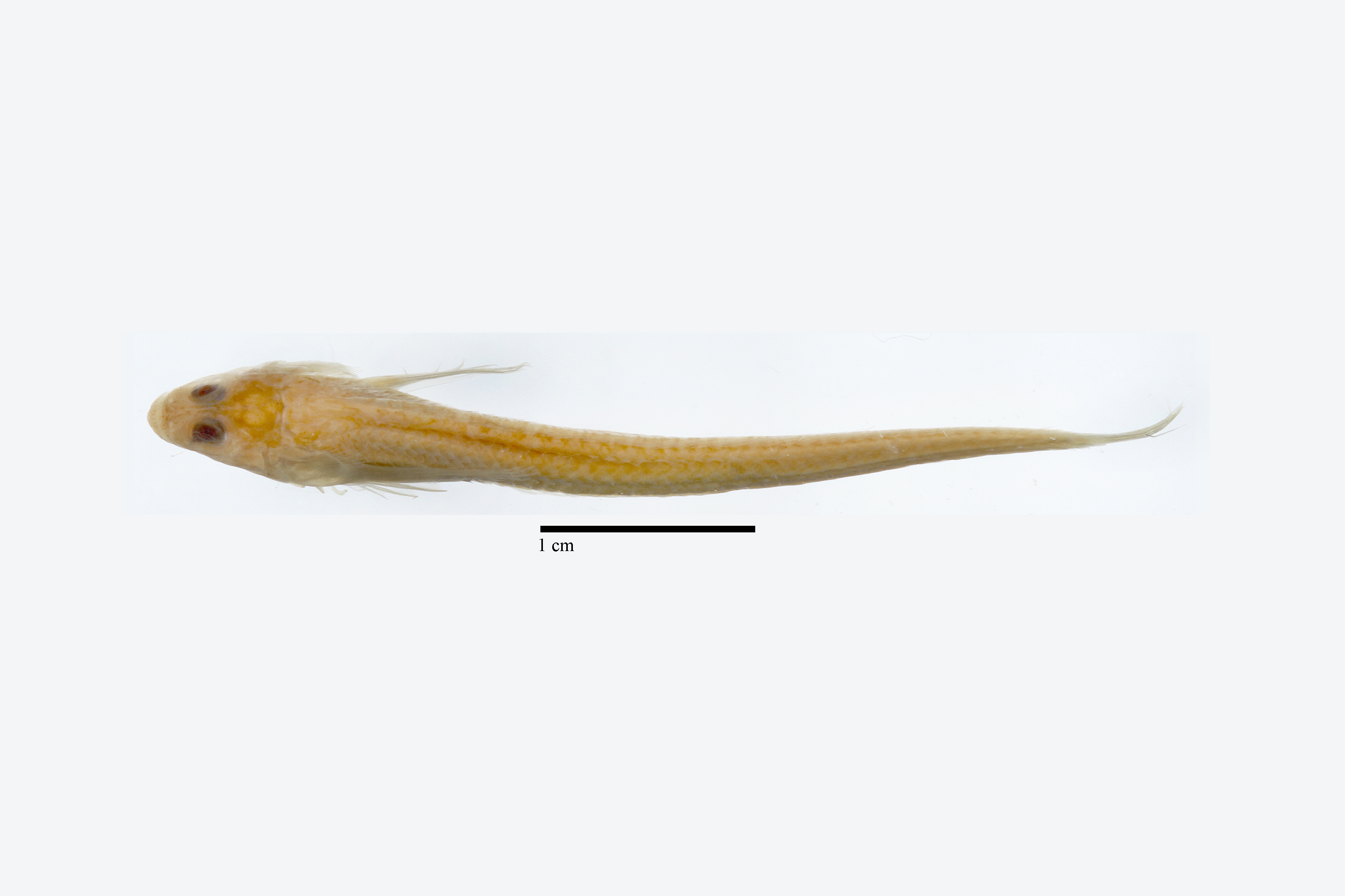 Dactylagnus peratikos thumbnail