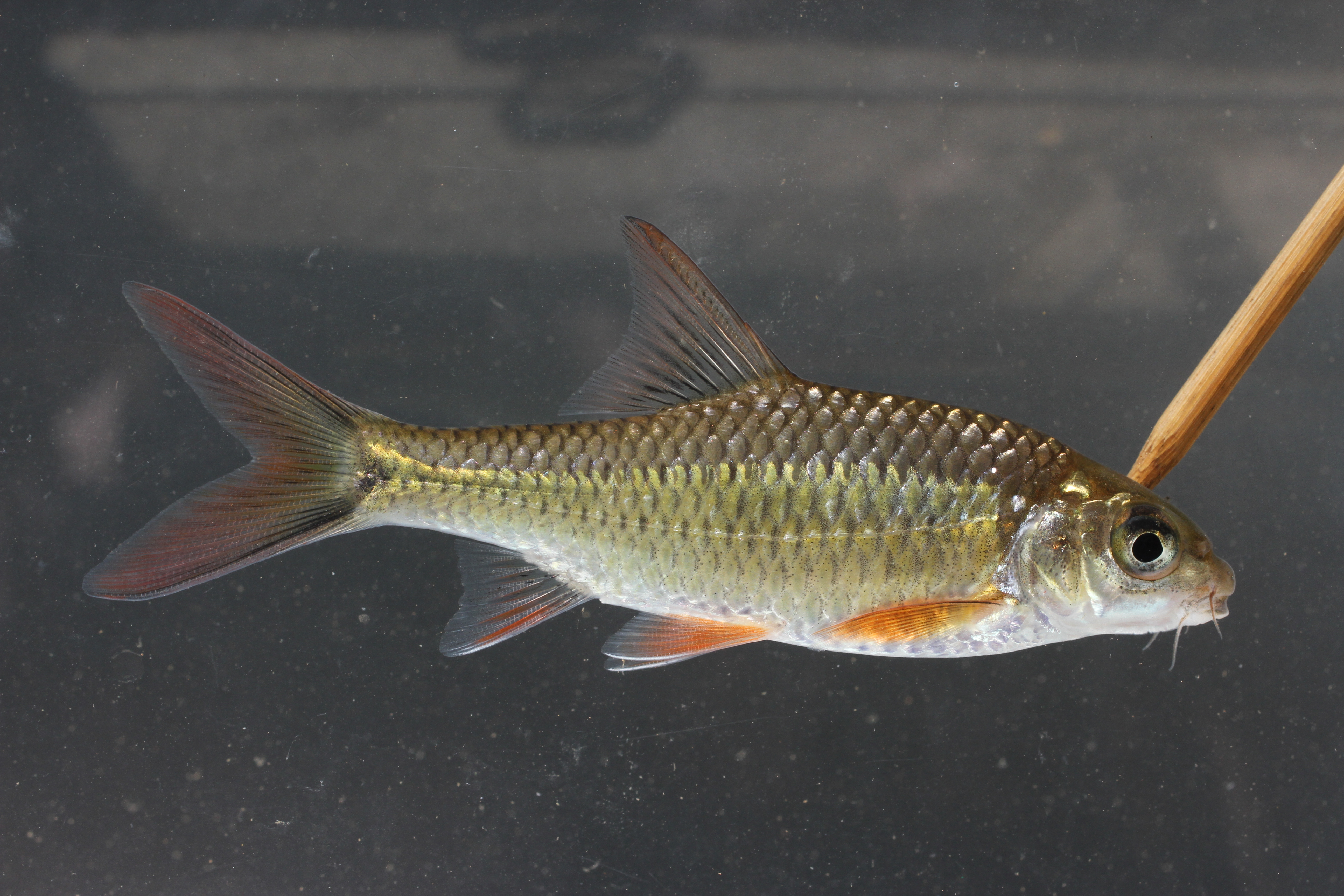 Poropuntius hathe thumbnail