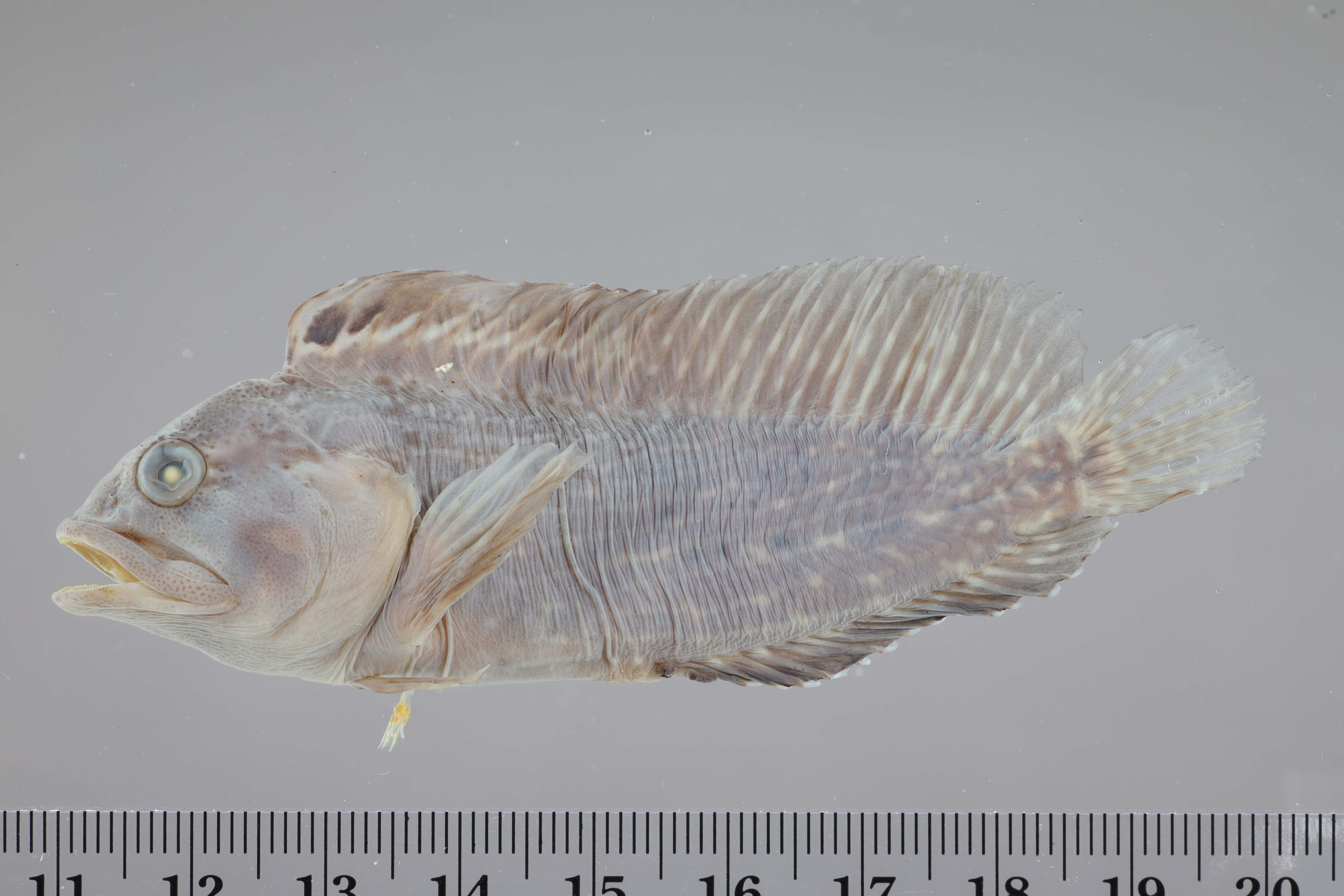 Chasmodes bosquianus