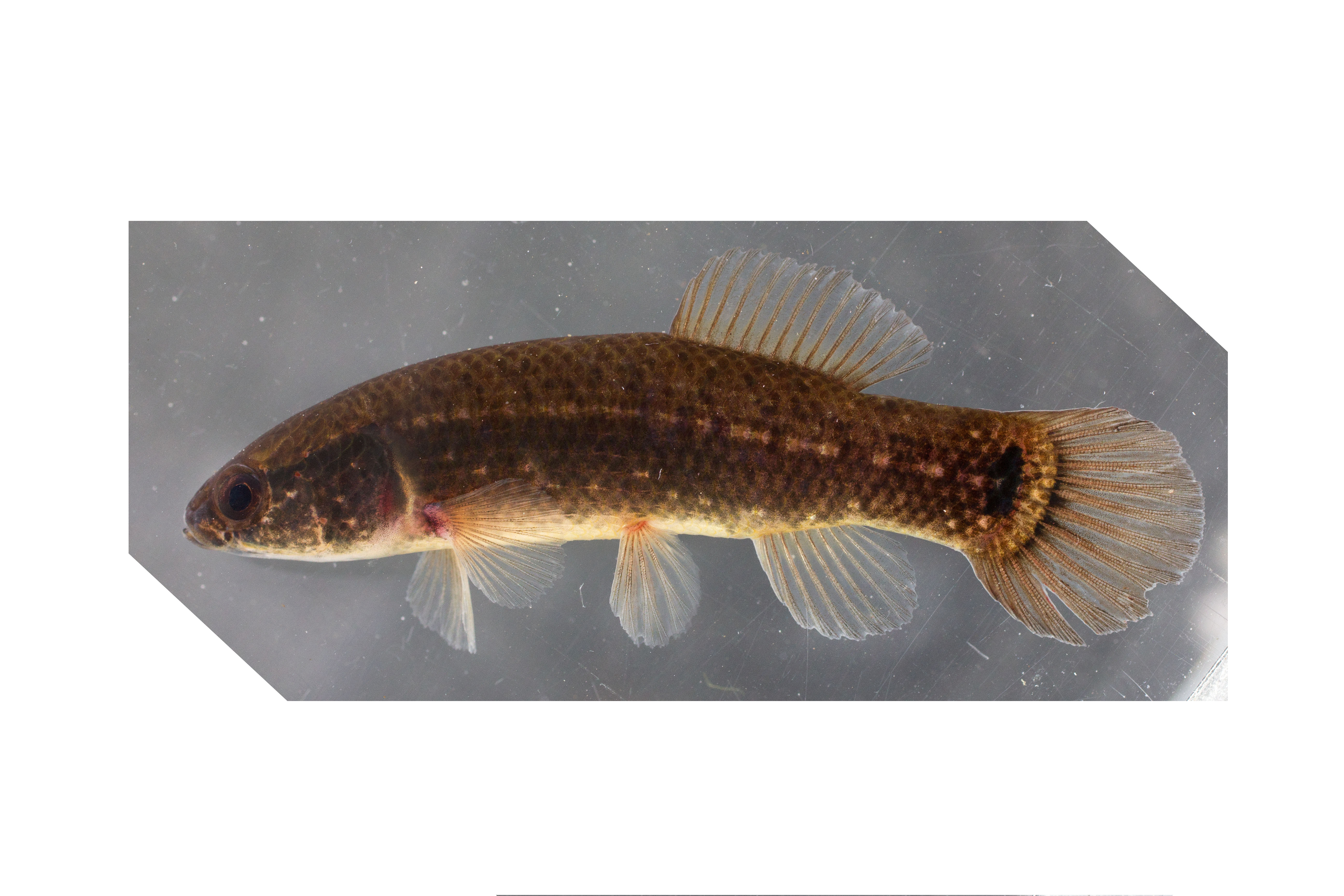 Umbra pygmaea thumbnail