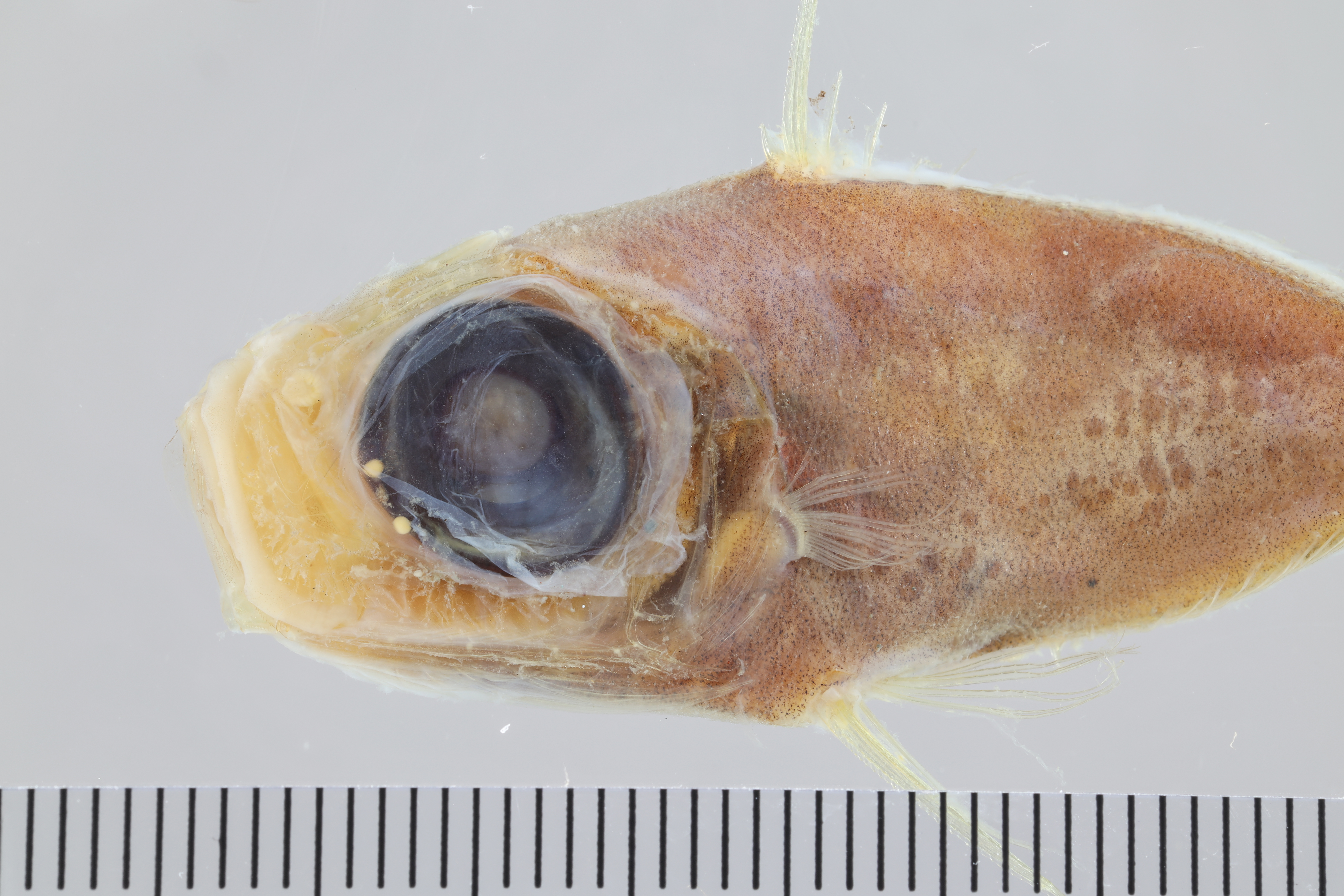 Zenion hololepis