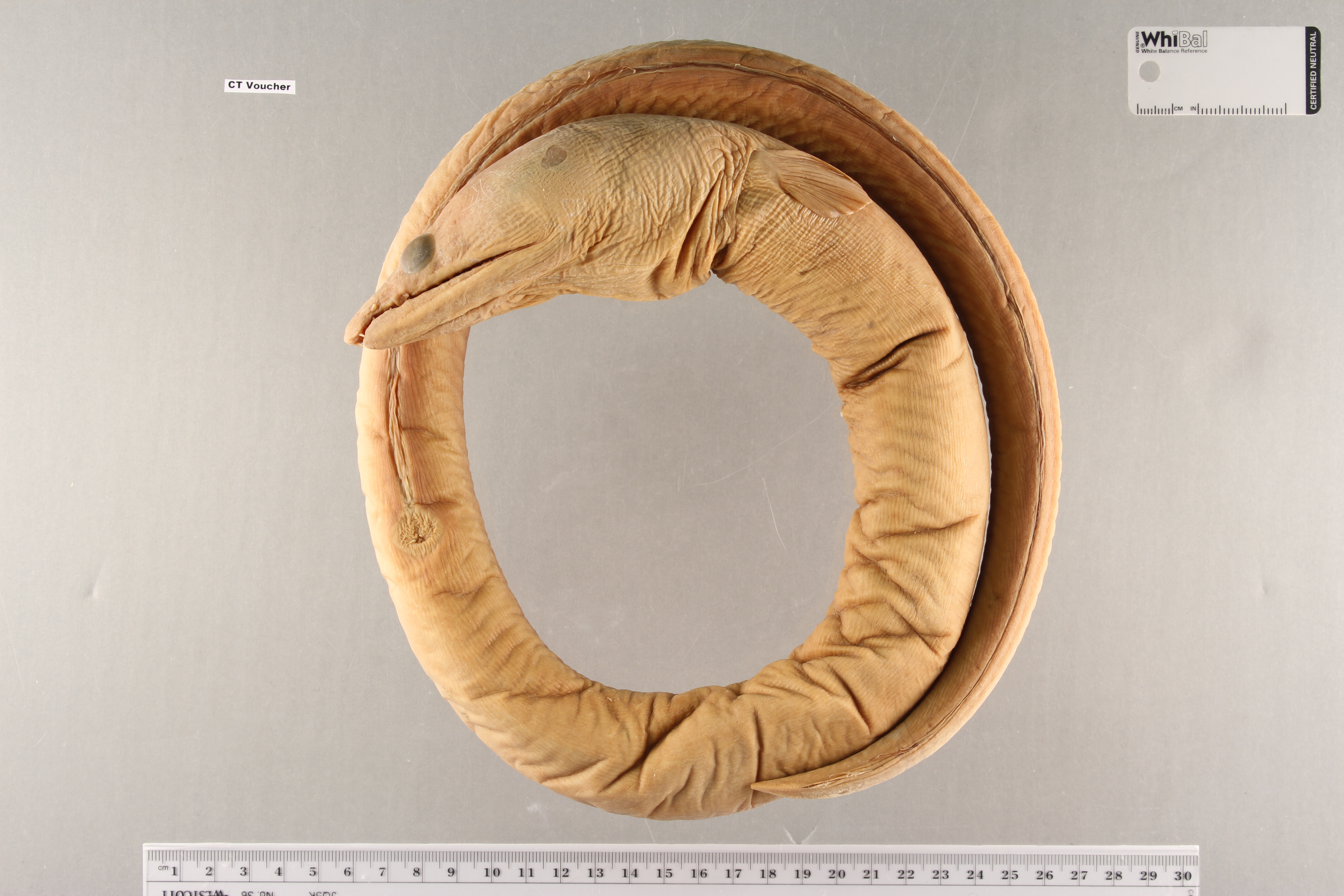 Mystriophis rostellatus thumbnail