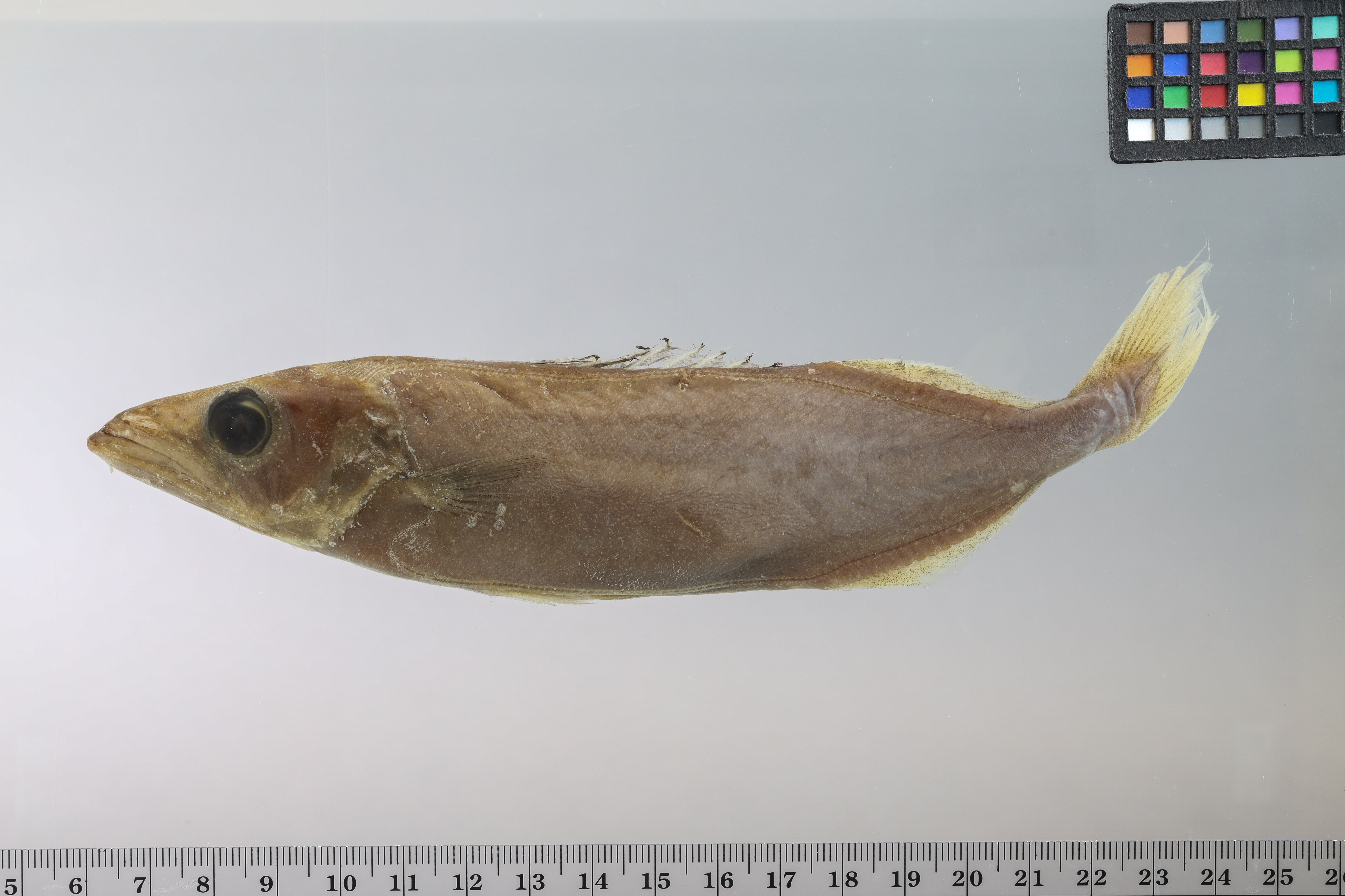 American sackfish (Neoepinnula americana) — Gempylidae — 4