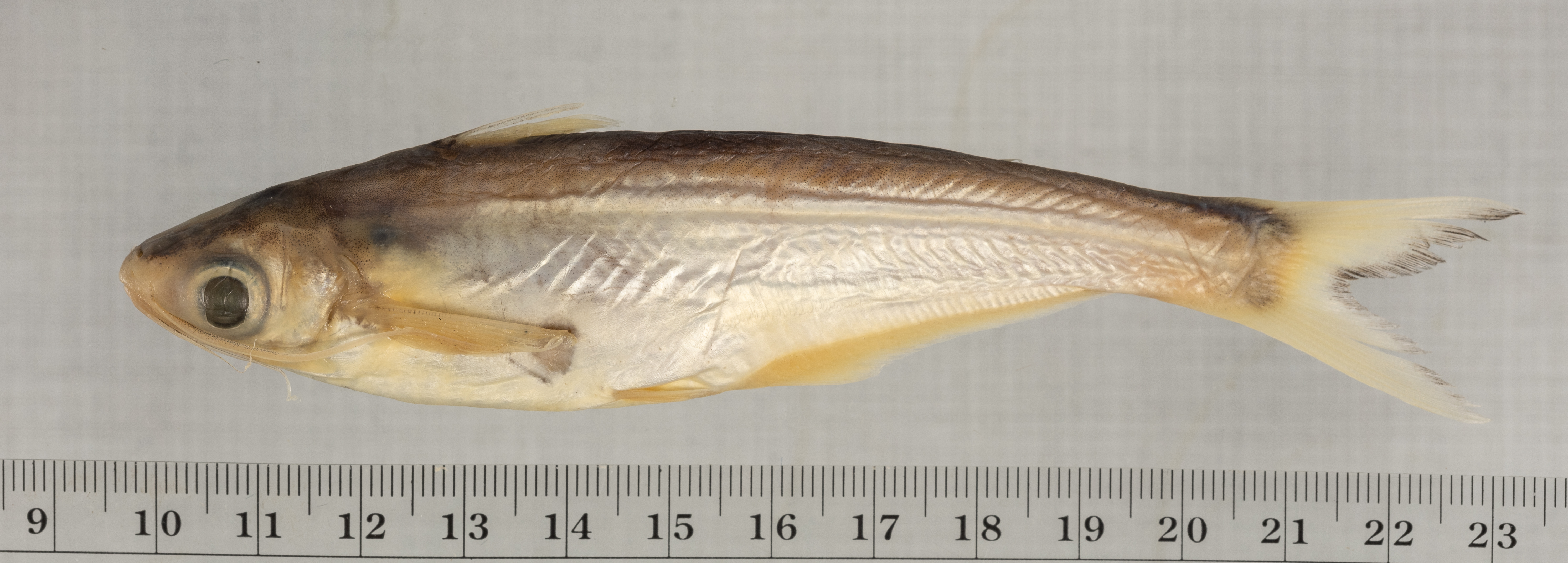 Laides hexanema