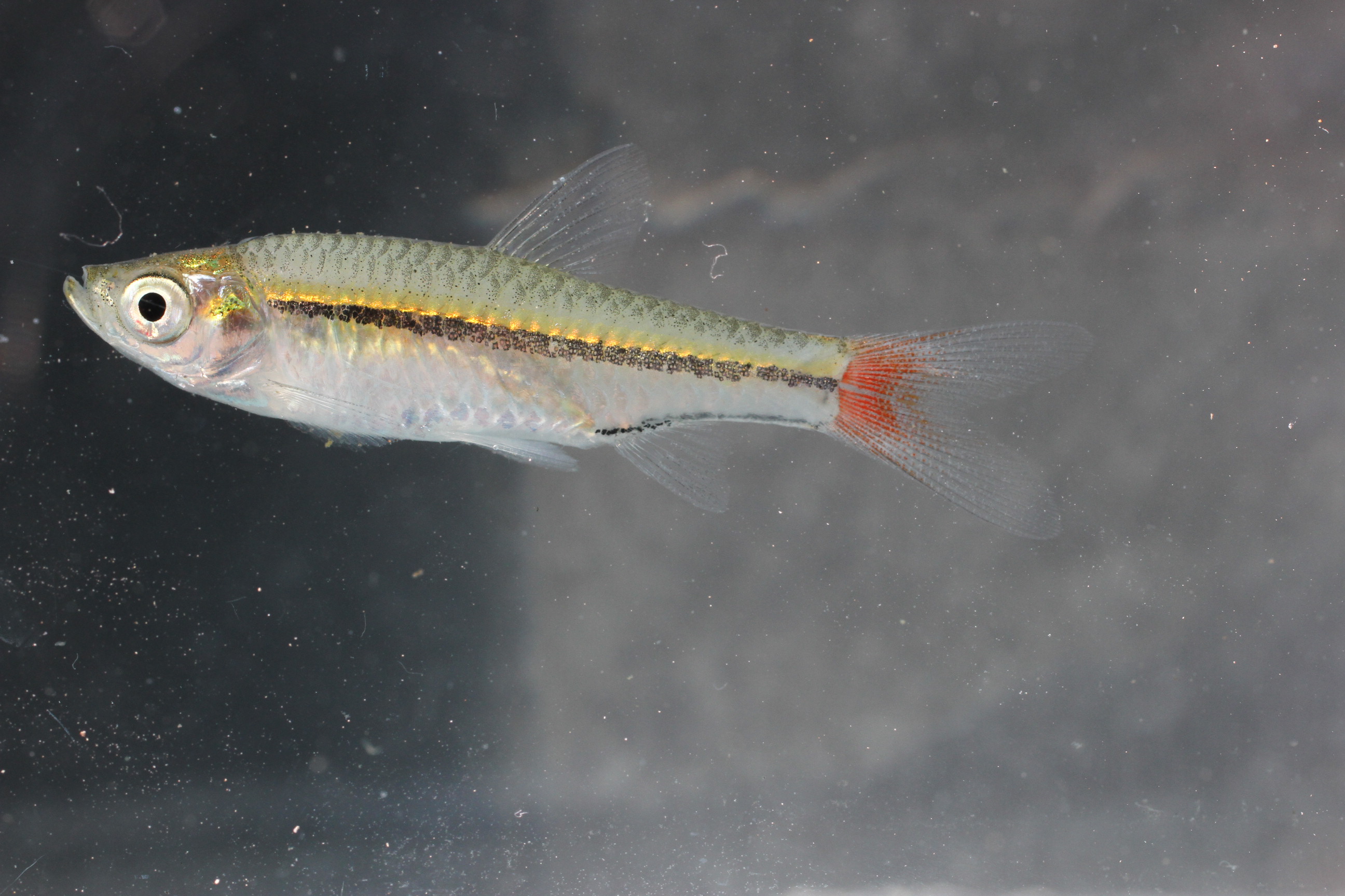 Blackline rasbora (Rasbora borapetensis) — Cyprinidae — 3