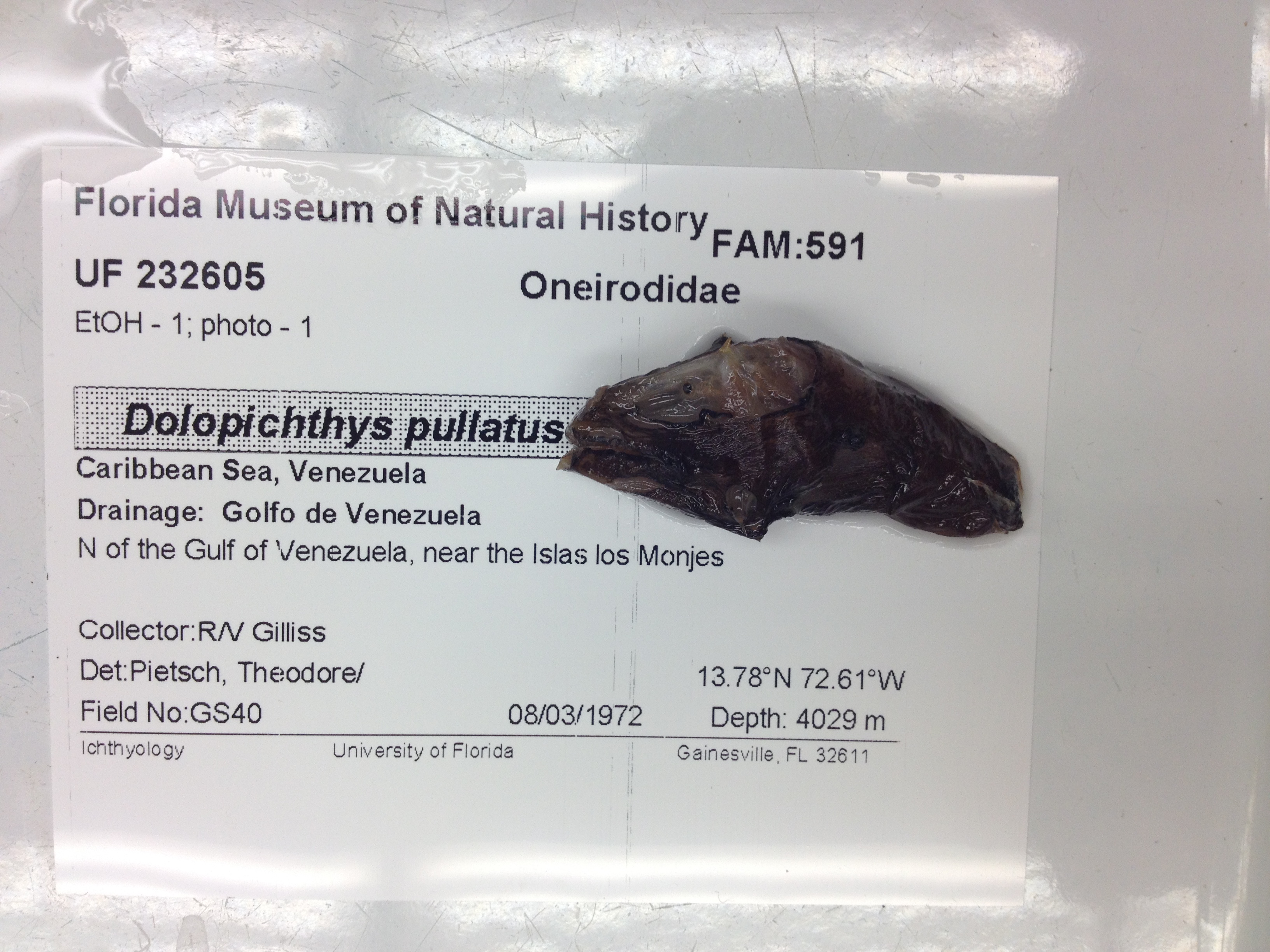 Dolopichthys pullatus
