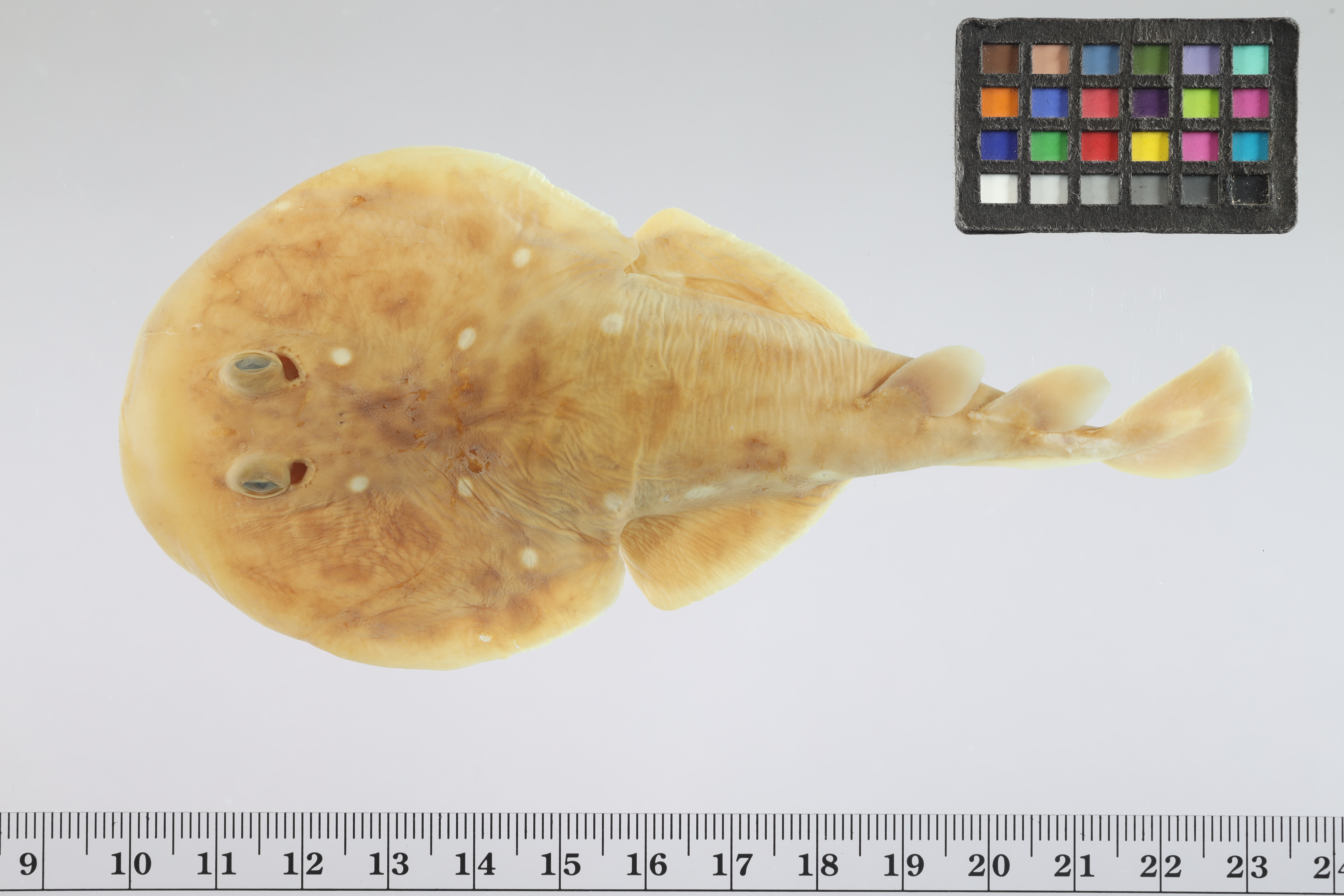 Painted dwarf electric ray (Diplobatis pictus) — Narcinidae — 5
