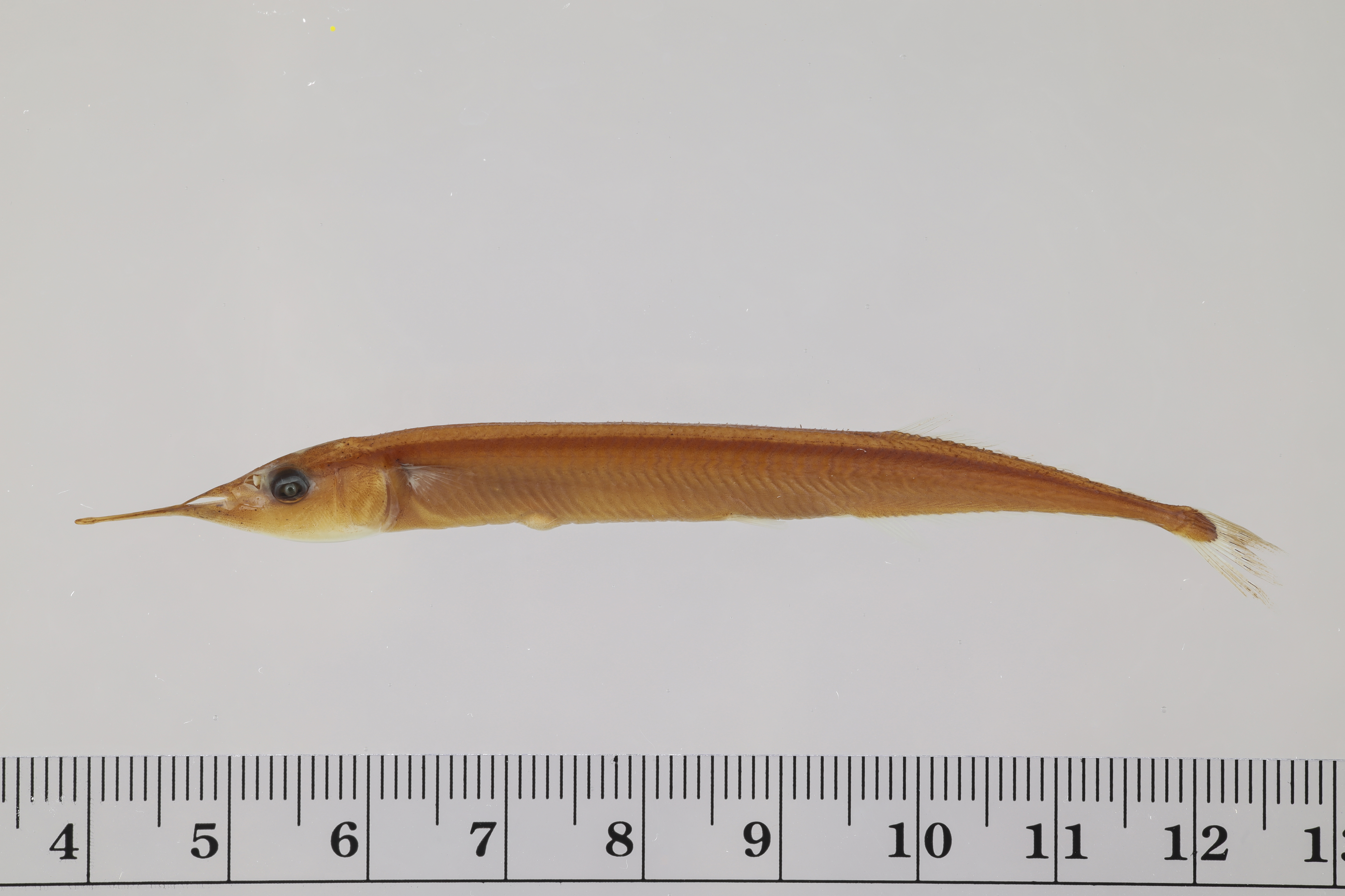 Dwarf saury (Scomberesox simulans) — Scomberesocidae