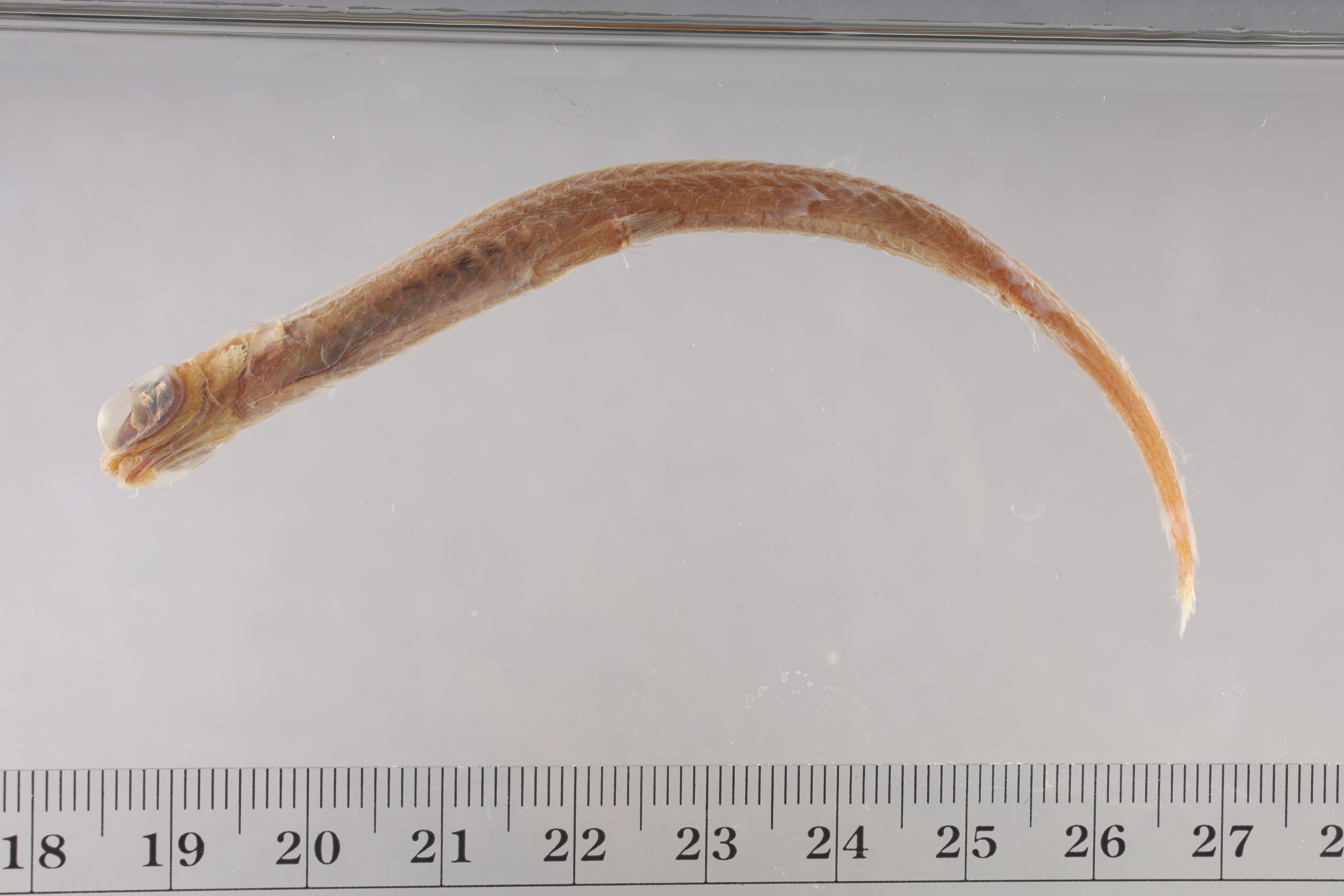 Xenophthalmichthys danae thumbnail