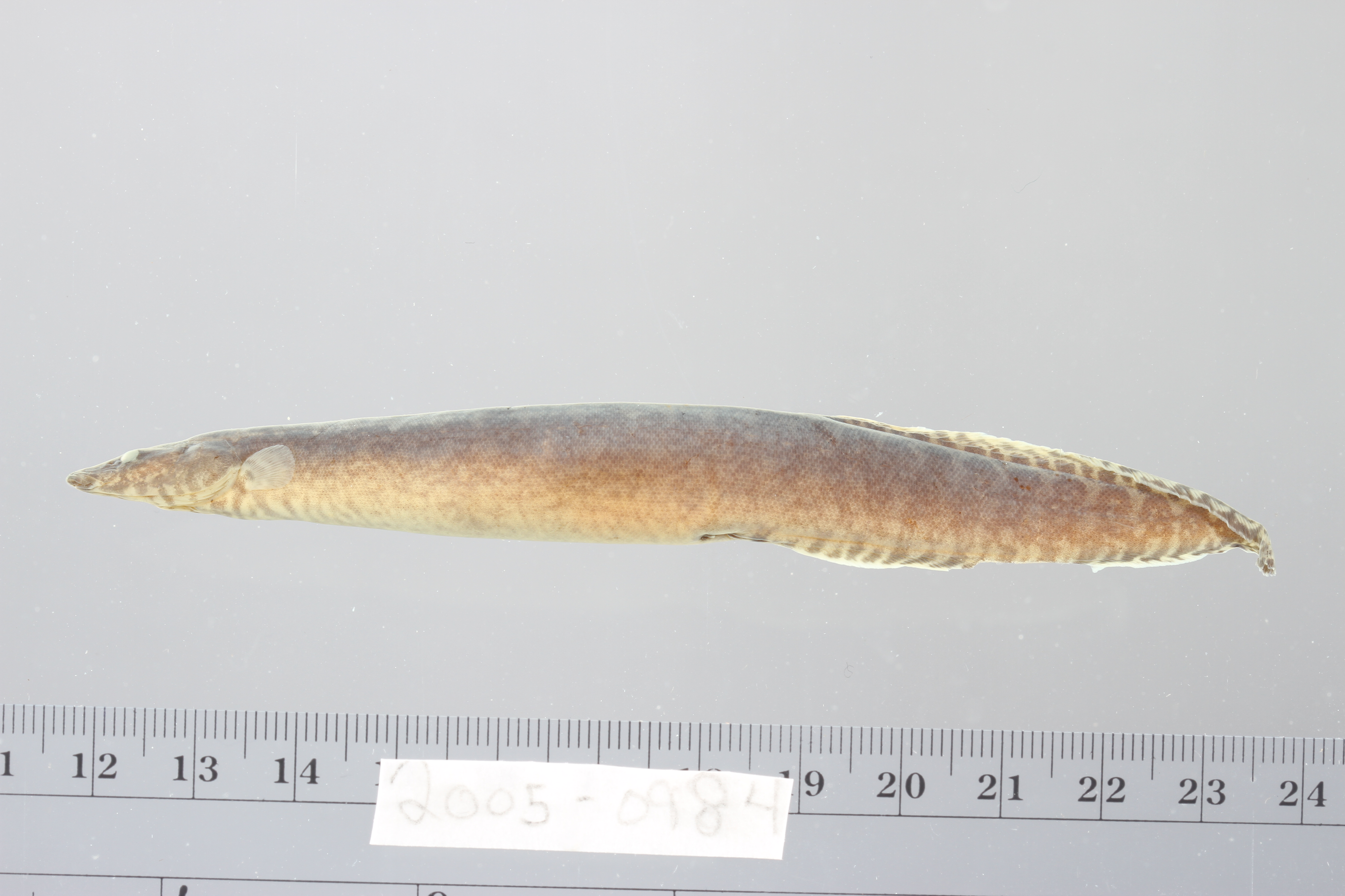 Macrognathus maculatus