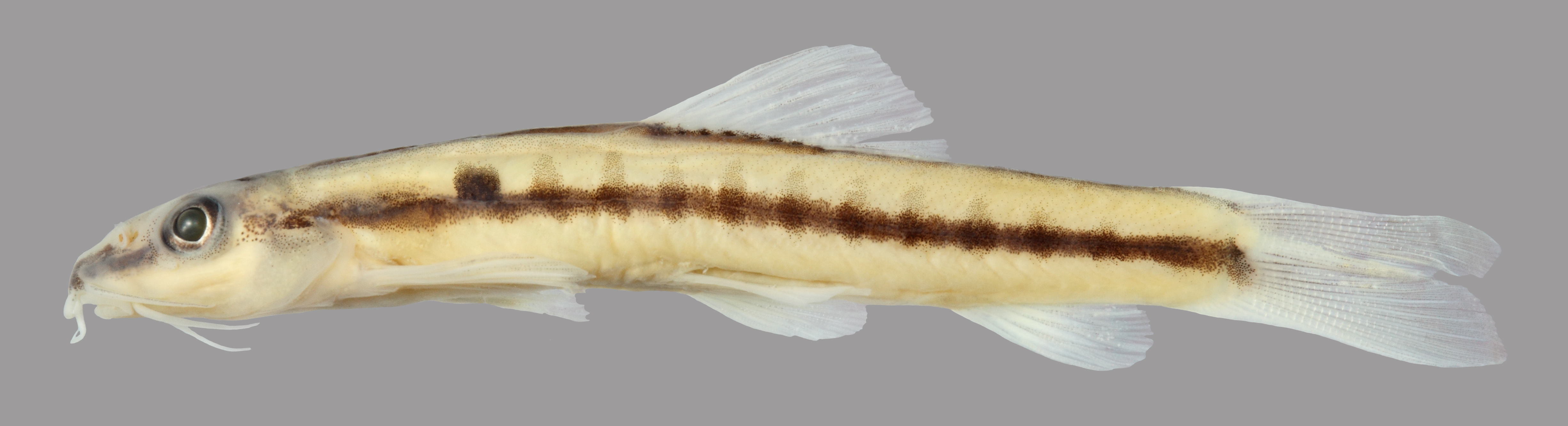 Ornate loach (Nemacheilus ornatus) — Nemacheilidae