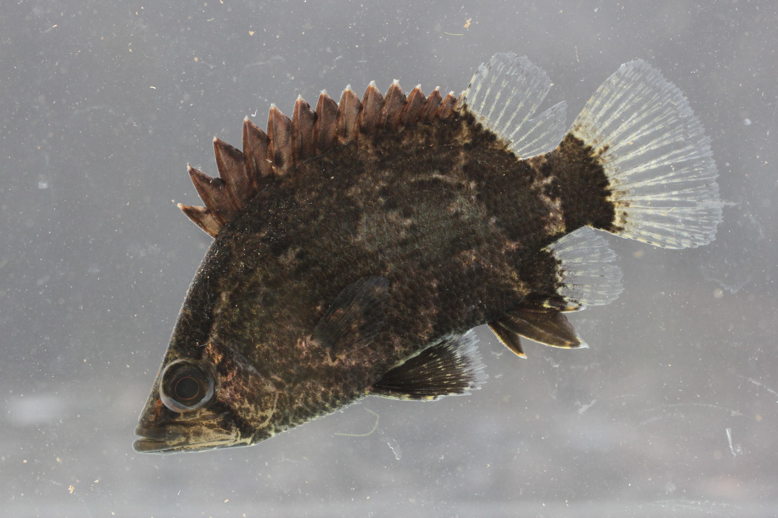 Gangetic leaffish (Nandus nandus) — Nandidae