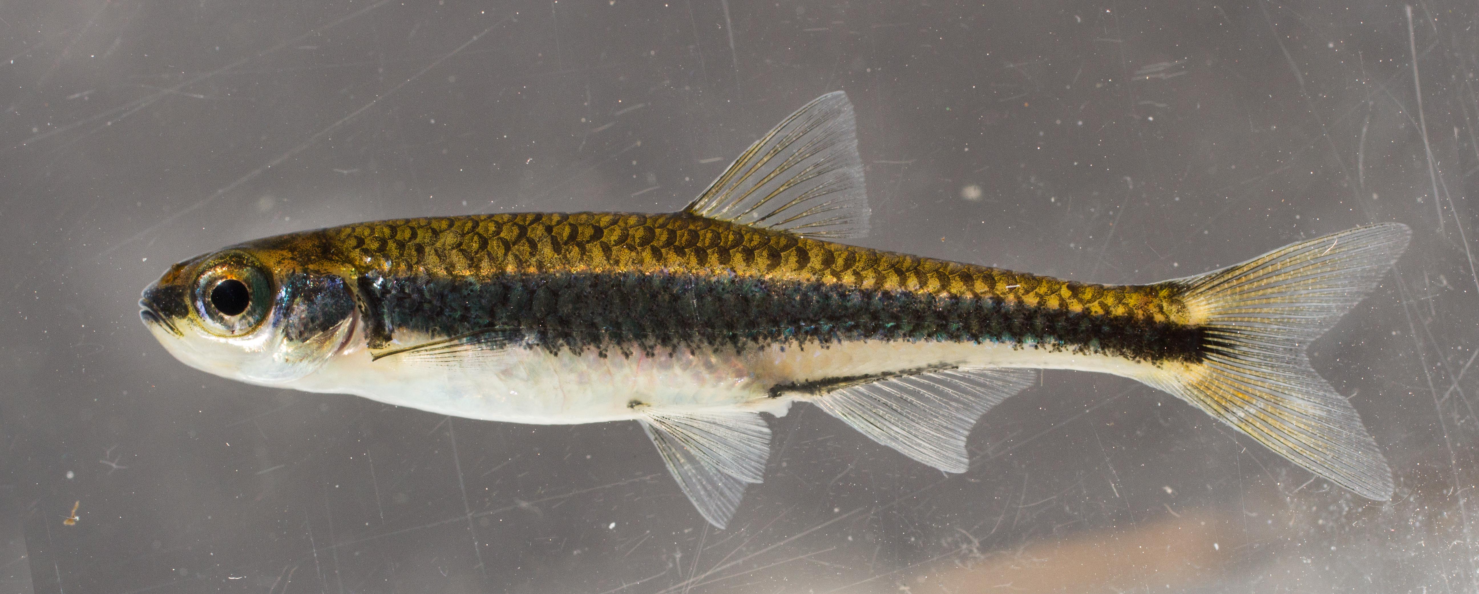 Dusky shiner (Notropis cummingsae) — Cyprinidae