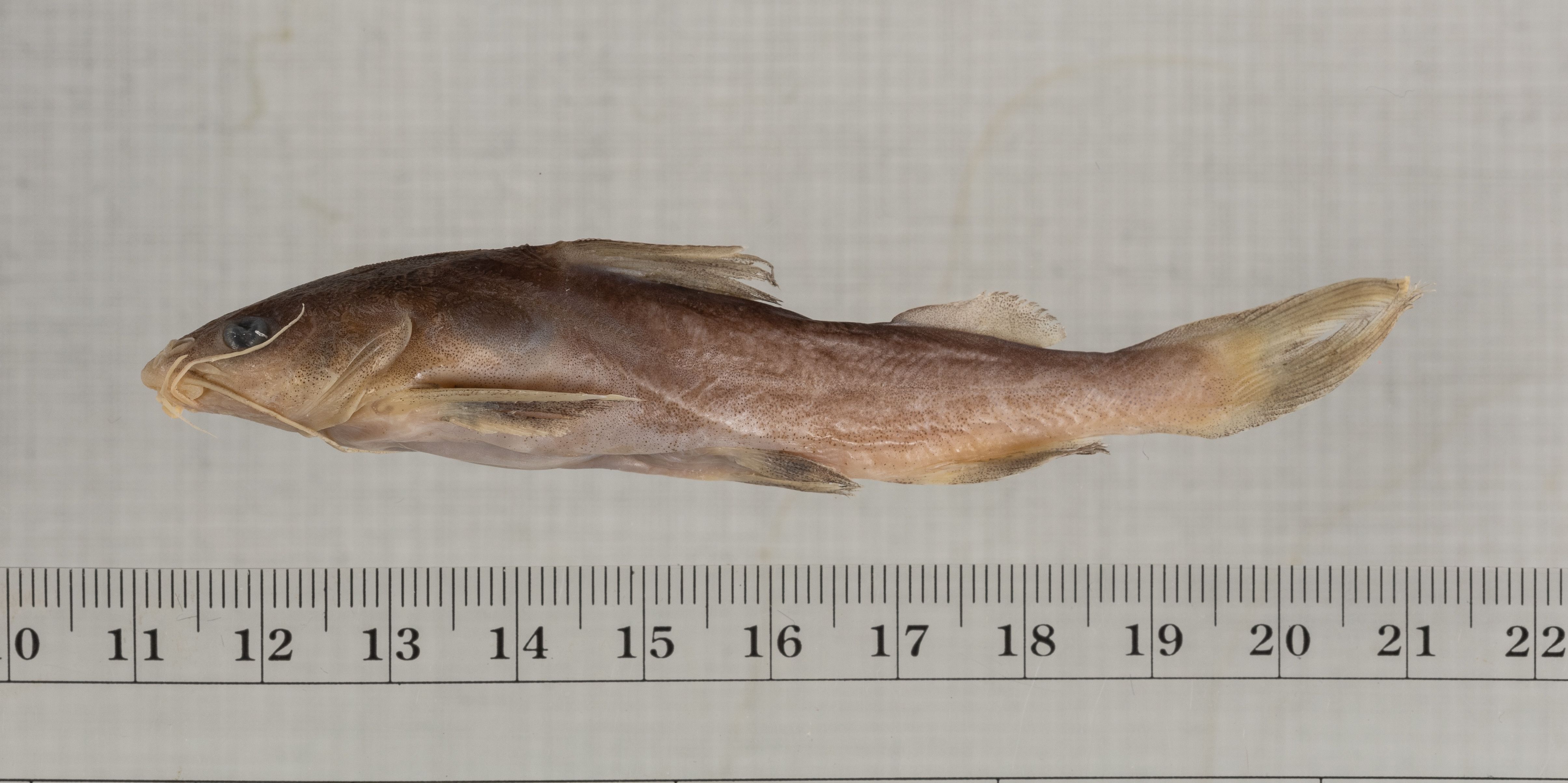 Lung-bladder sea catfish (Aspistor luniscutis) — Ariidae — 2