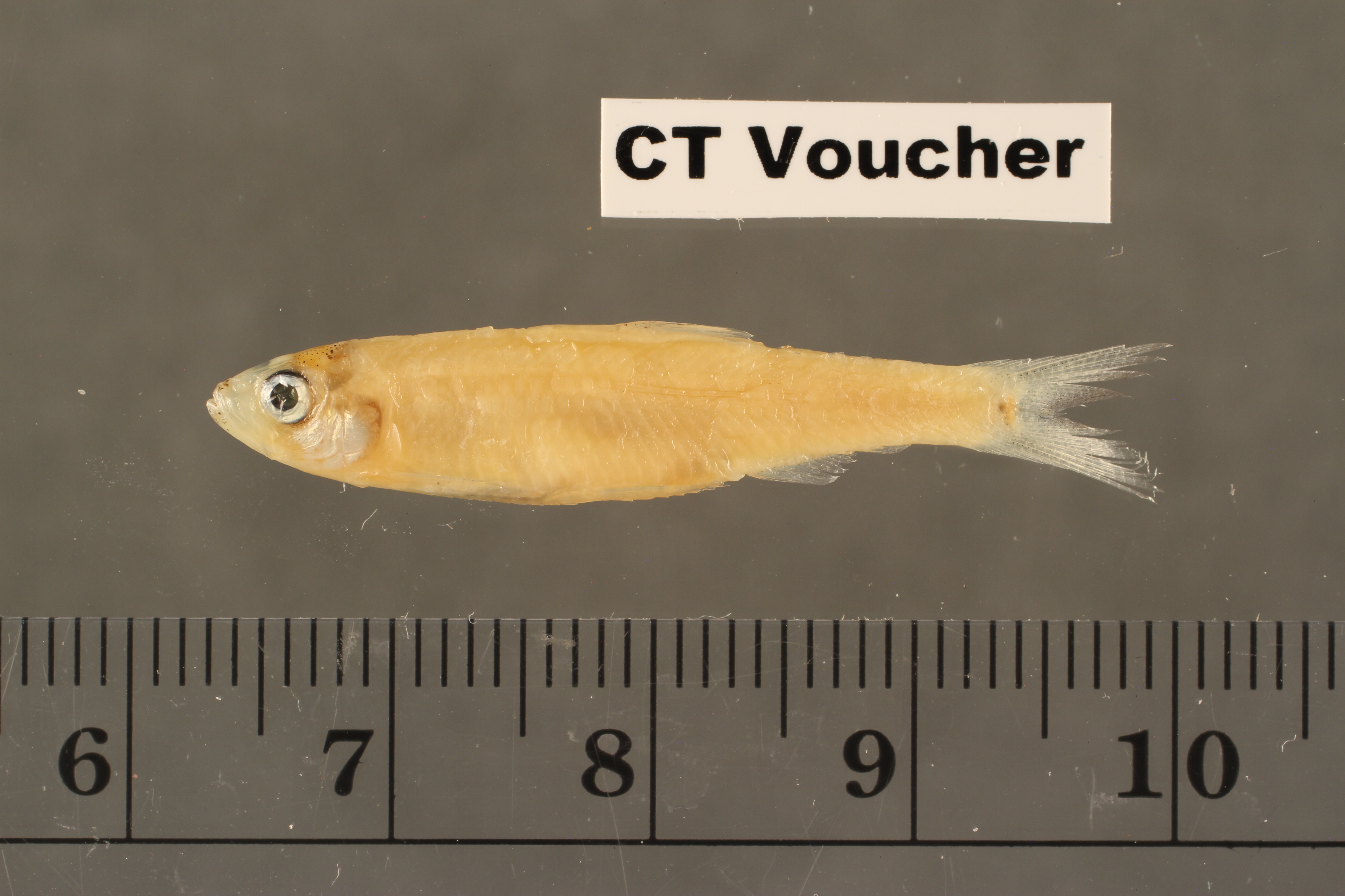Ganges river sprat (Corica soborna) — Clupeidae — 4