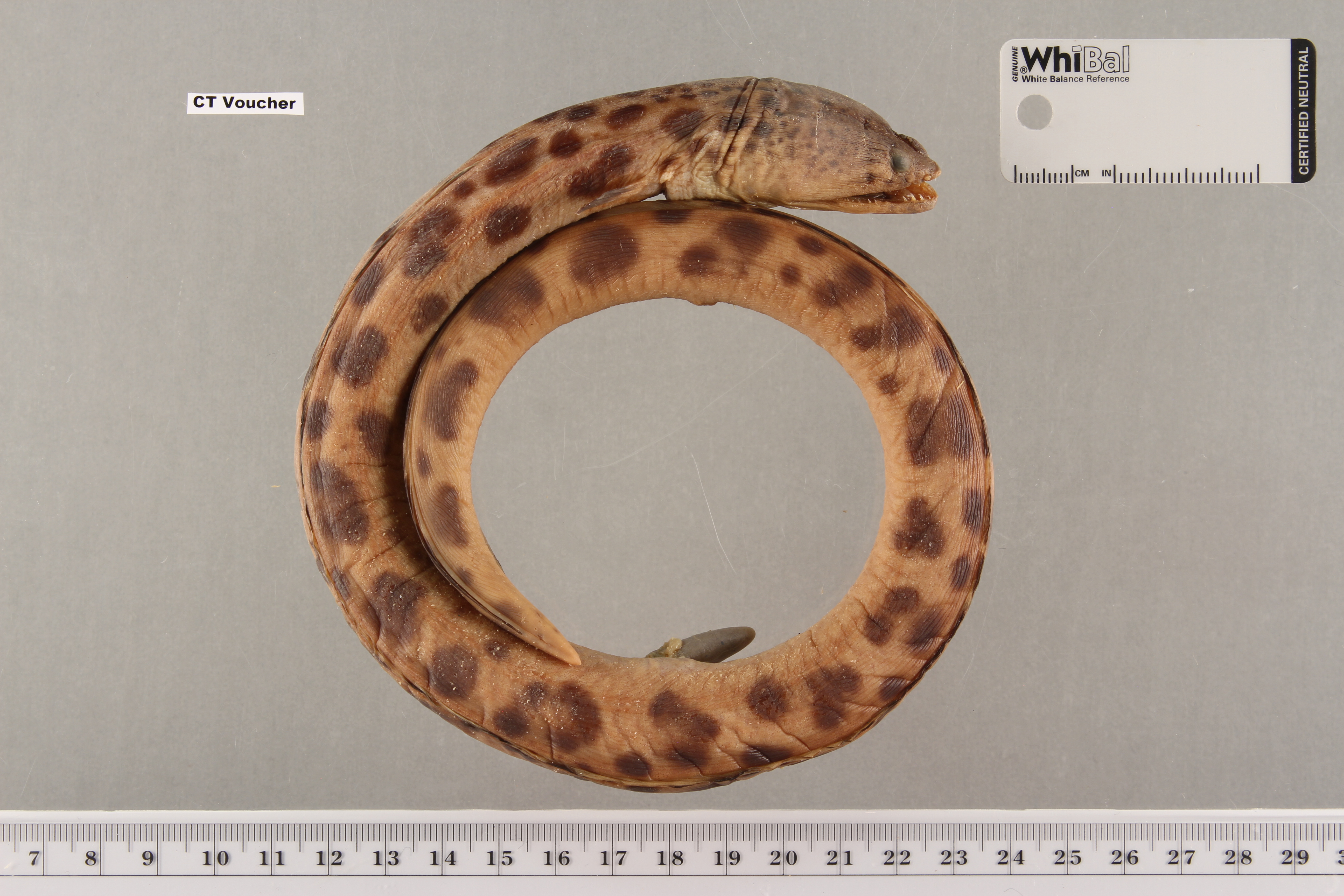 Spotted Spoon-nose Eel (Echiophis intertinctus) — Ophichthidae