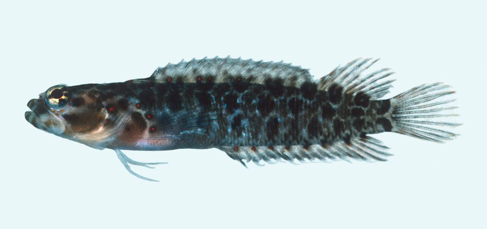 Starksia culebrae