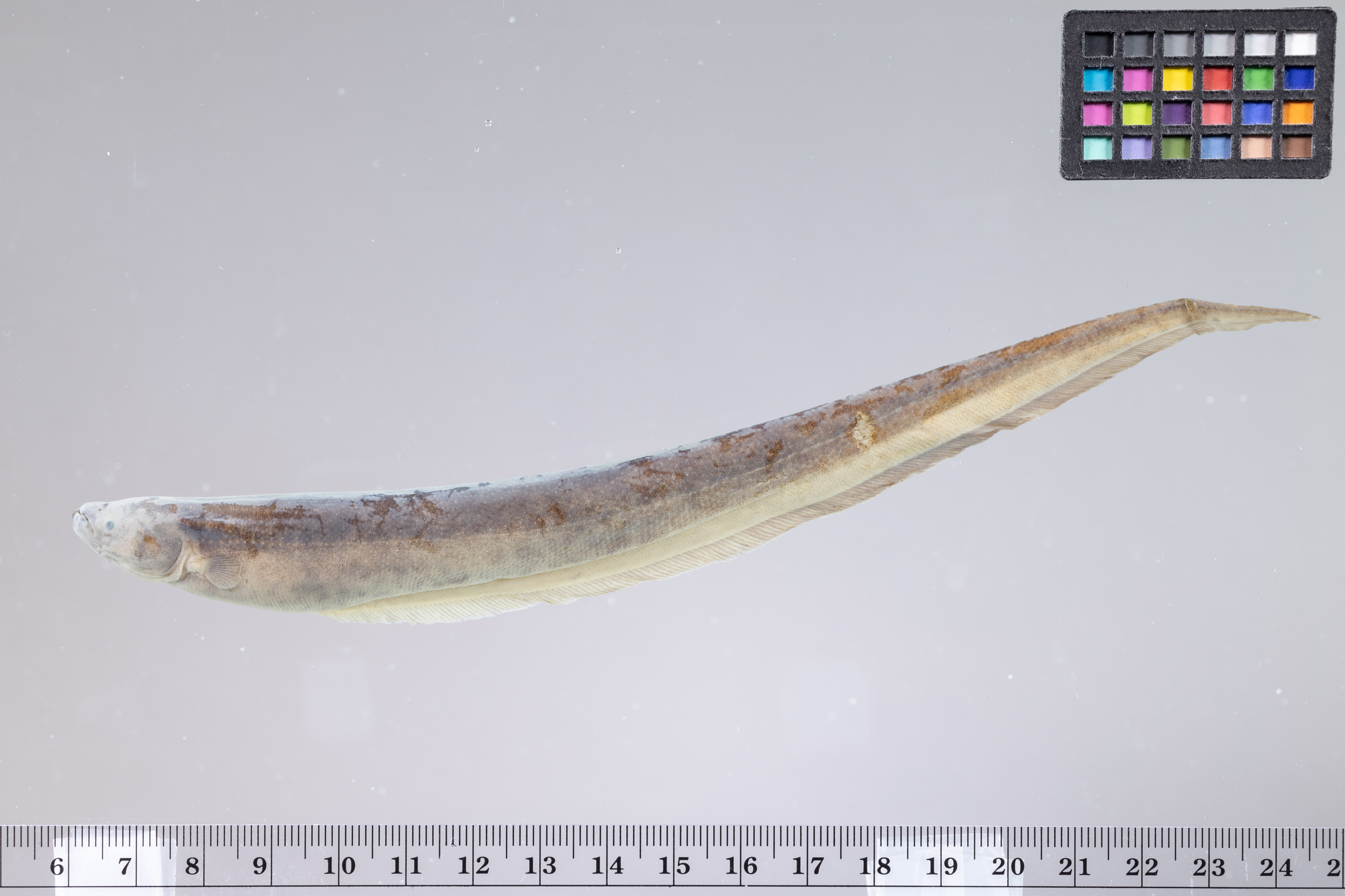 Banded knifefish (Gymnotus cylindricus) — Gymnotidae
