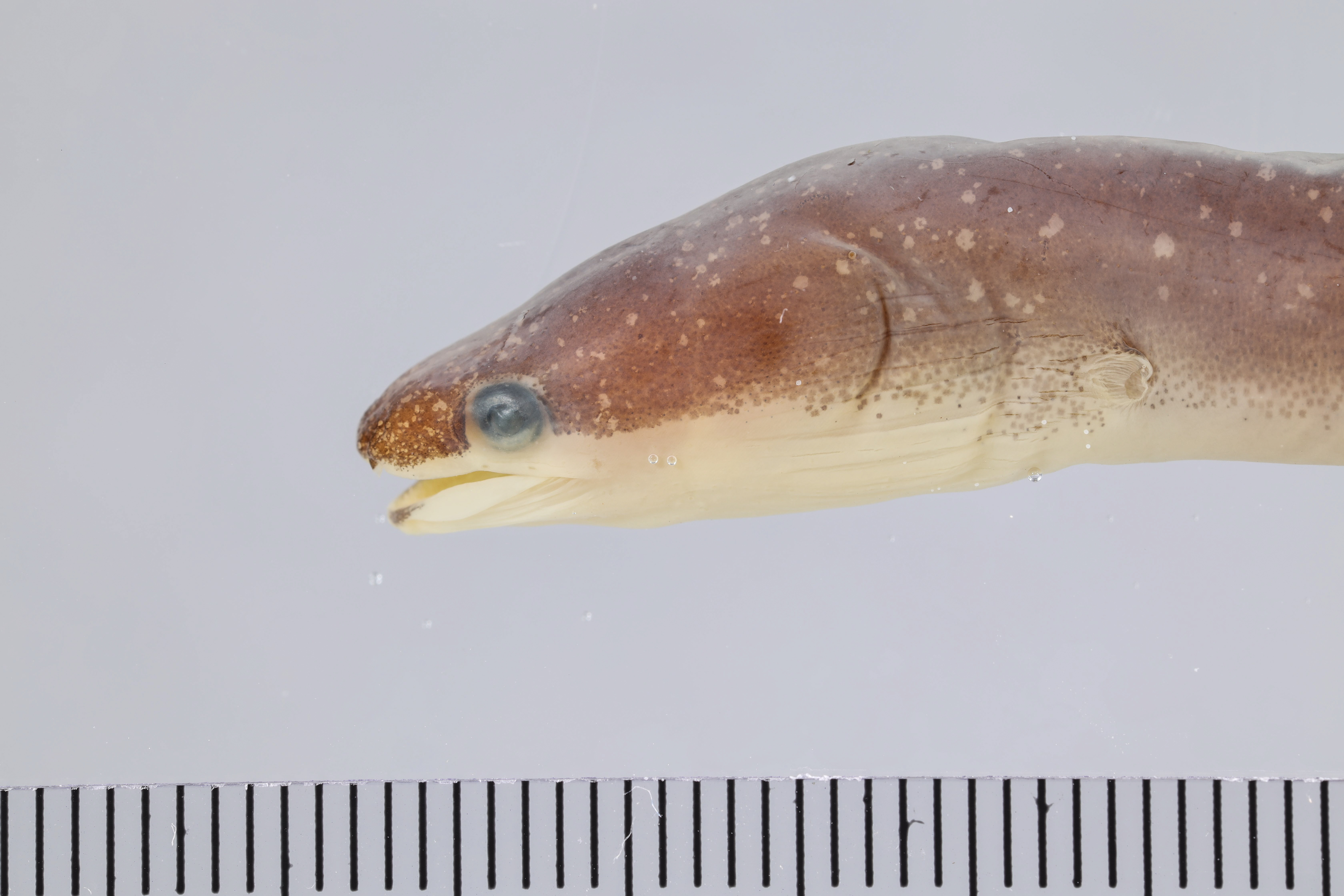 Seagrass eel (Chilorhinus suensonii) — Chlopsidae — 3