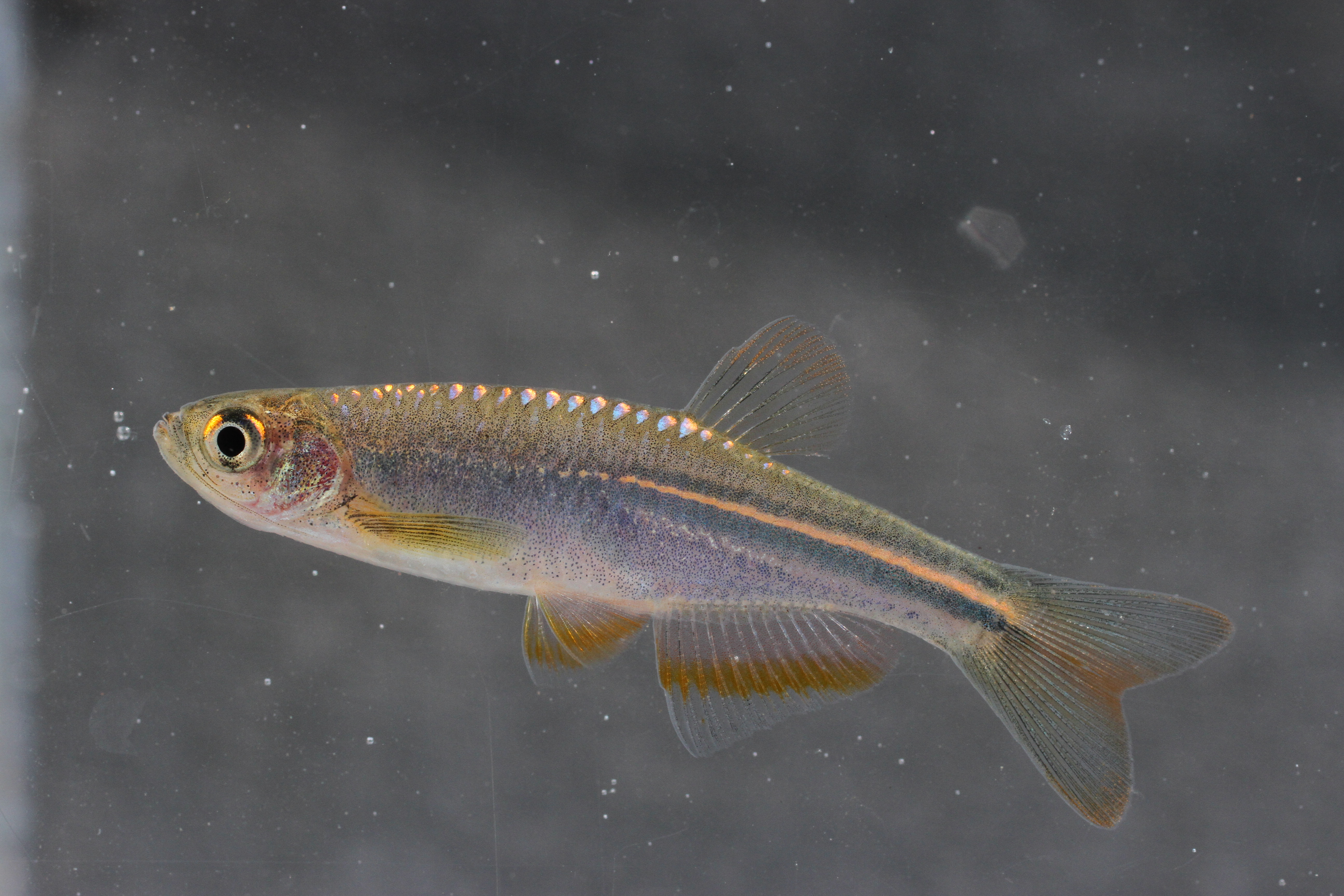 Pearl danio (Danio albolineatus) — Cyprinidae — 5