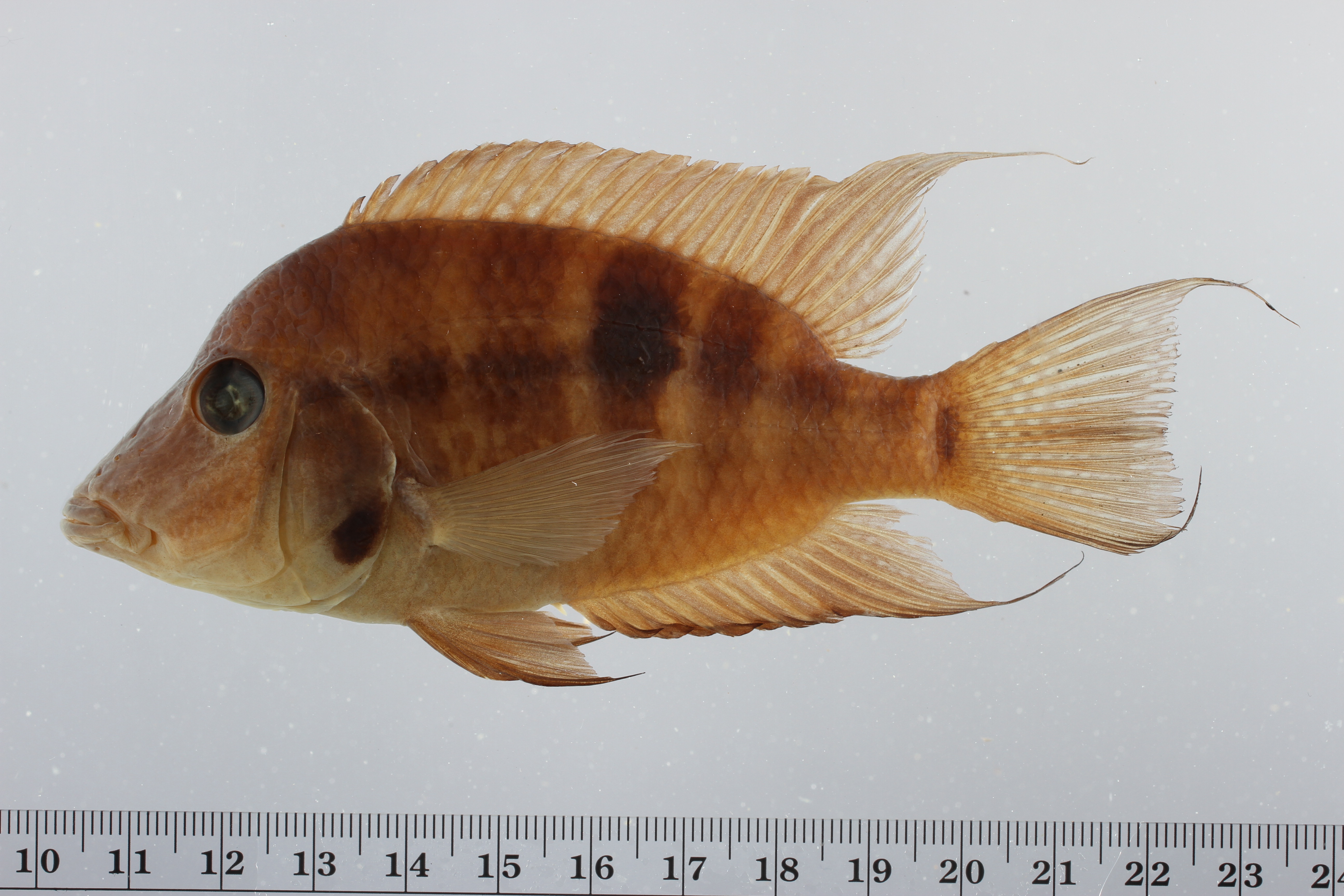 Firemouth (Thorichthys meeki) — Cichlidae — 3