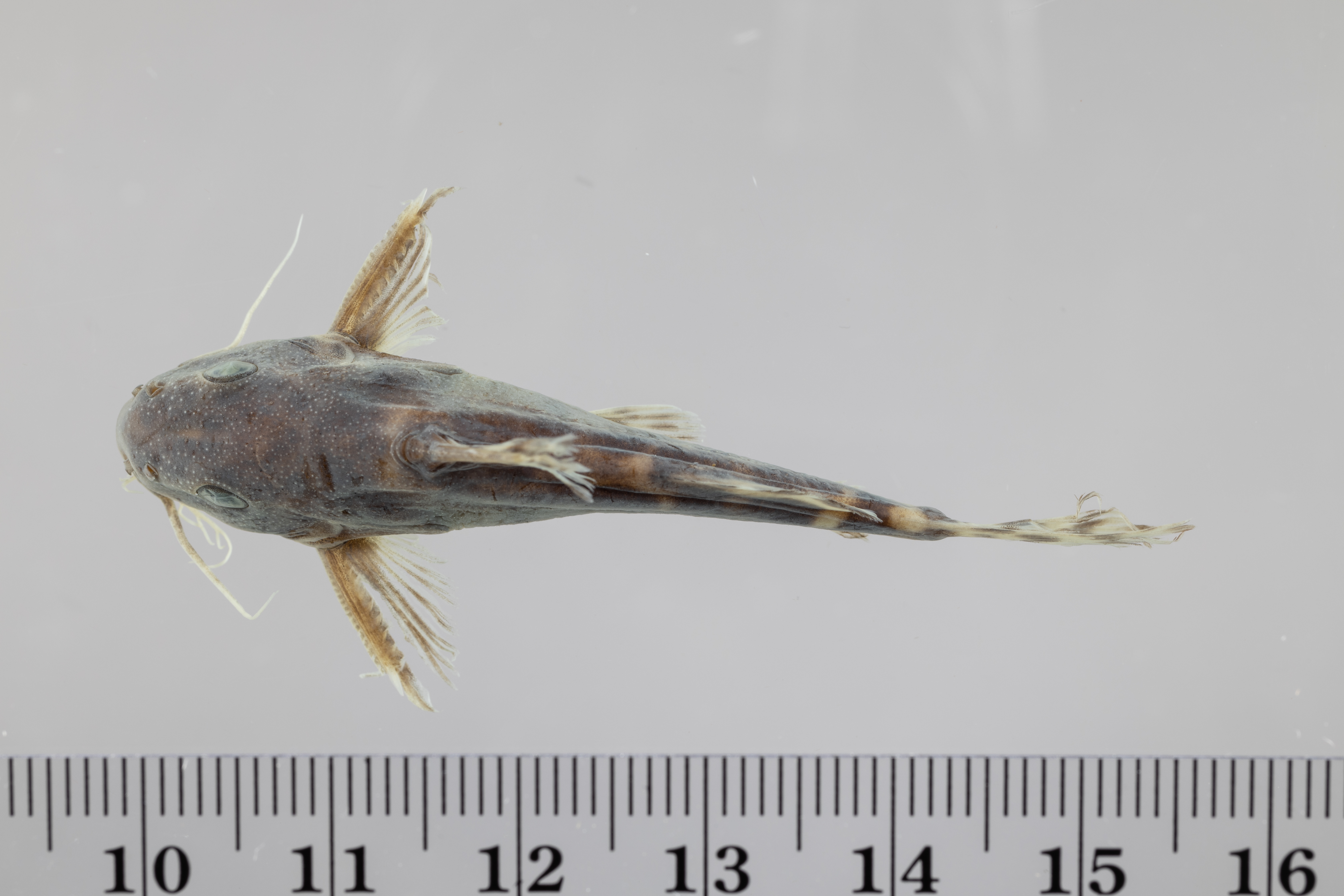 Rukwa-kattenmeerval (Synodontis rukwaensis) — Mochokidae — 3